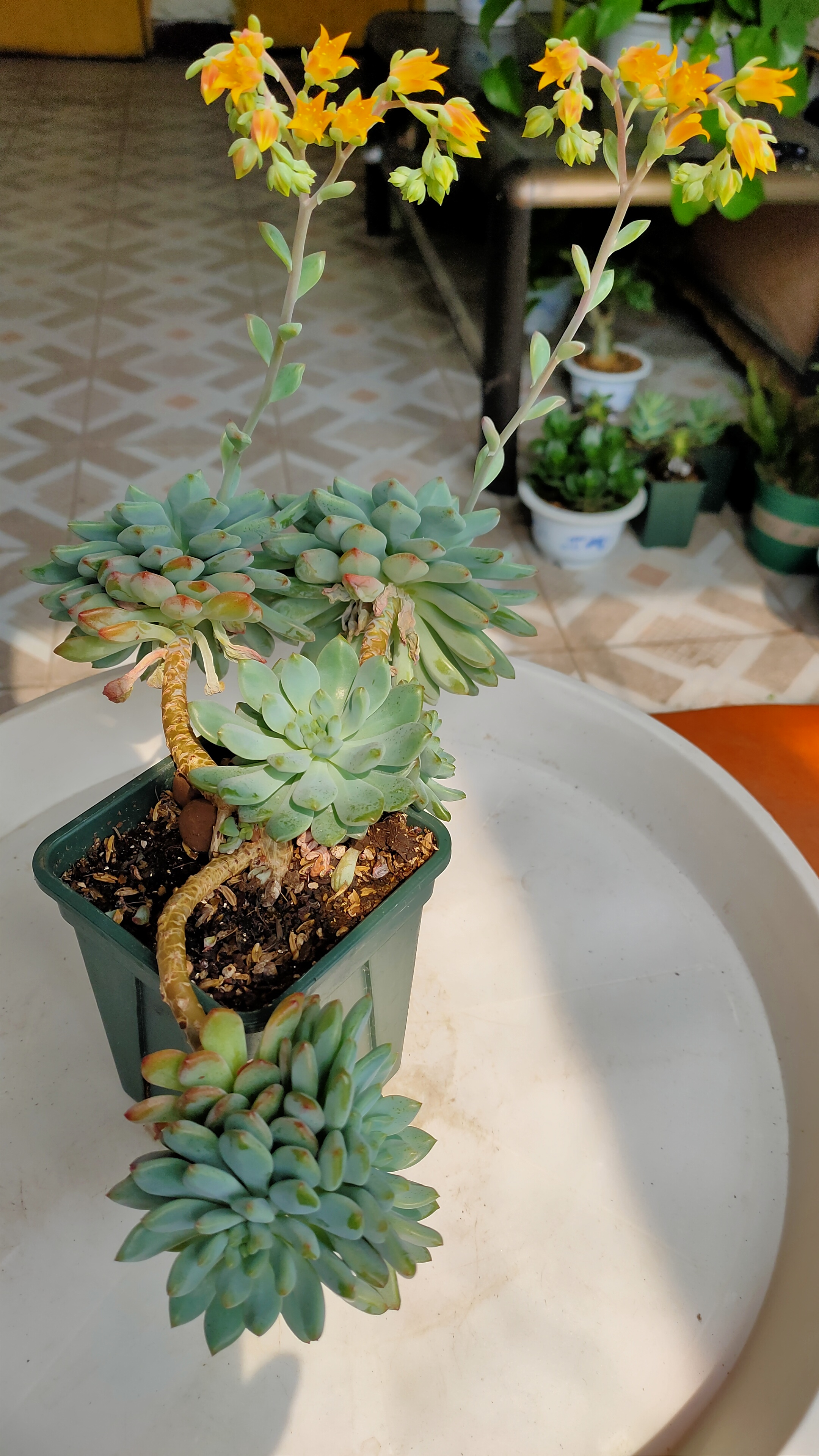 背景中,其他几盆多肉植物和绿色