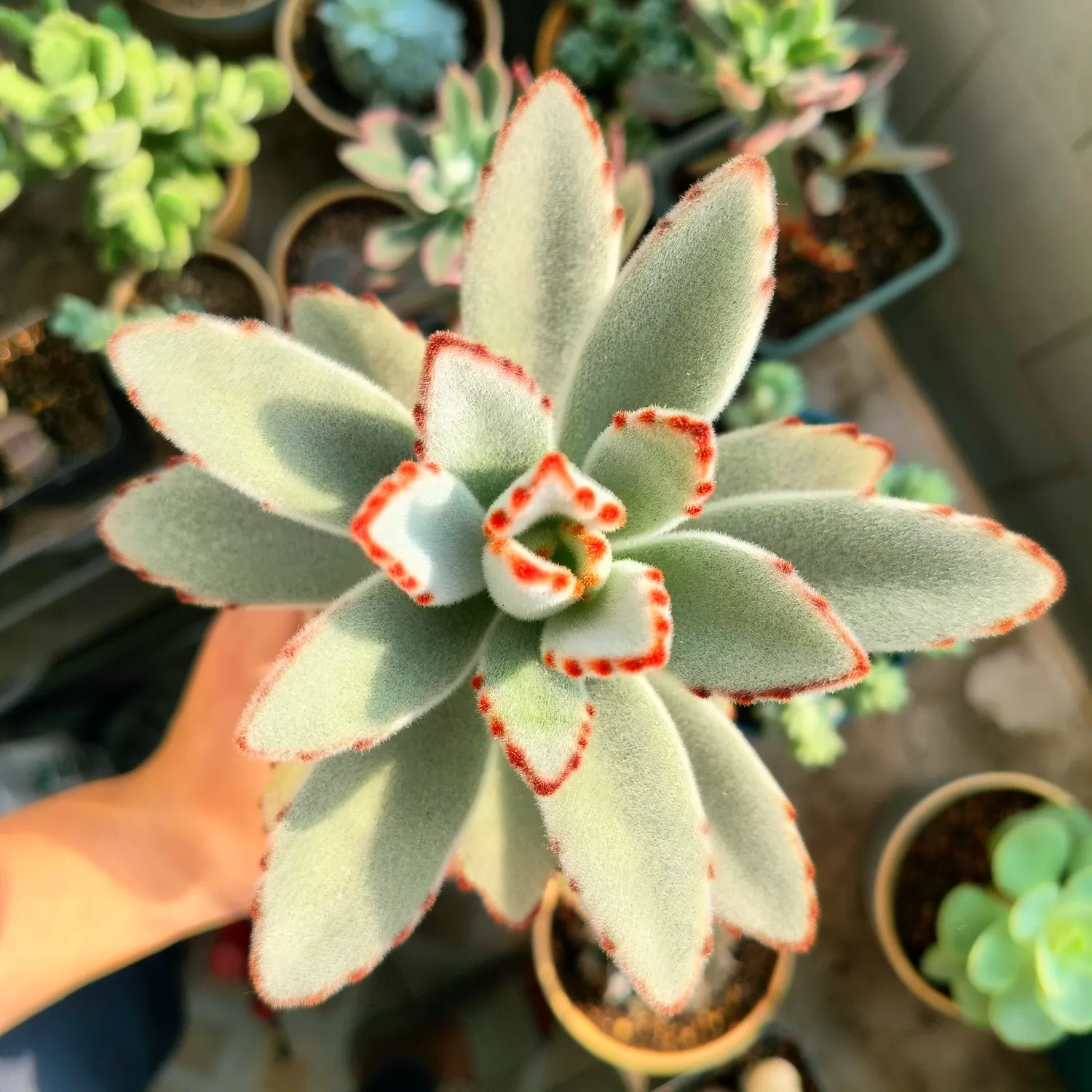 探秘多肉植物的世界