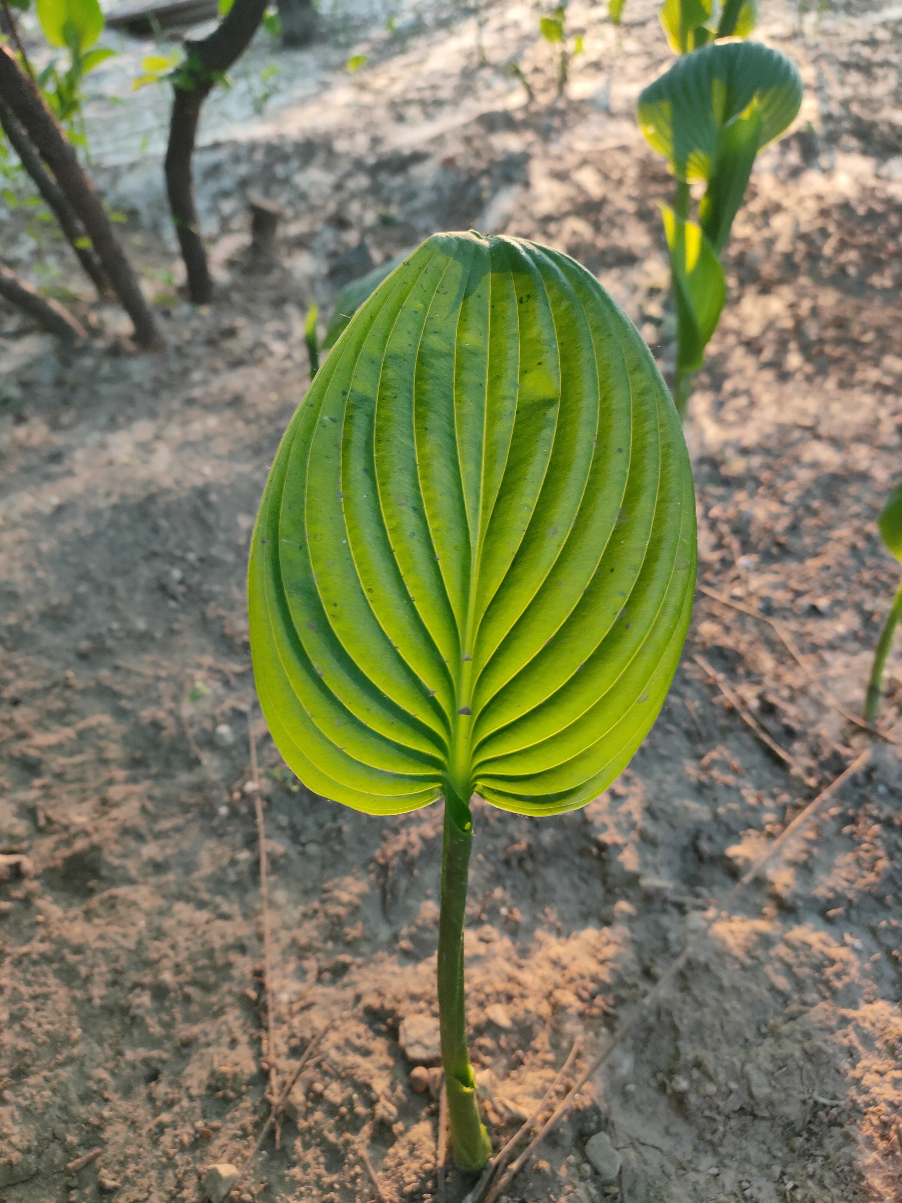 长椭圆形叶子的植物图片