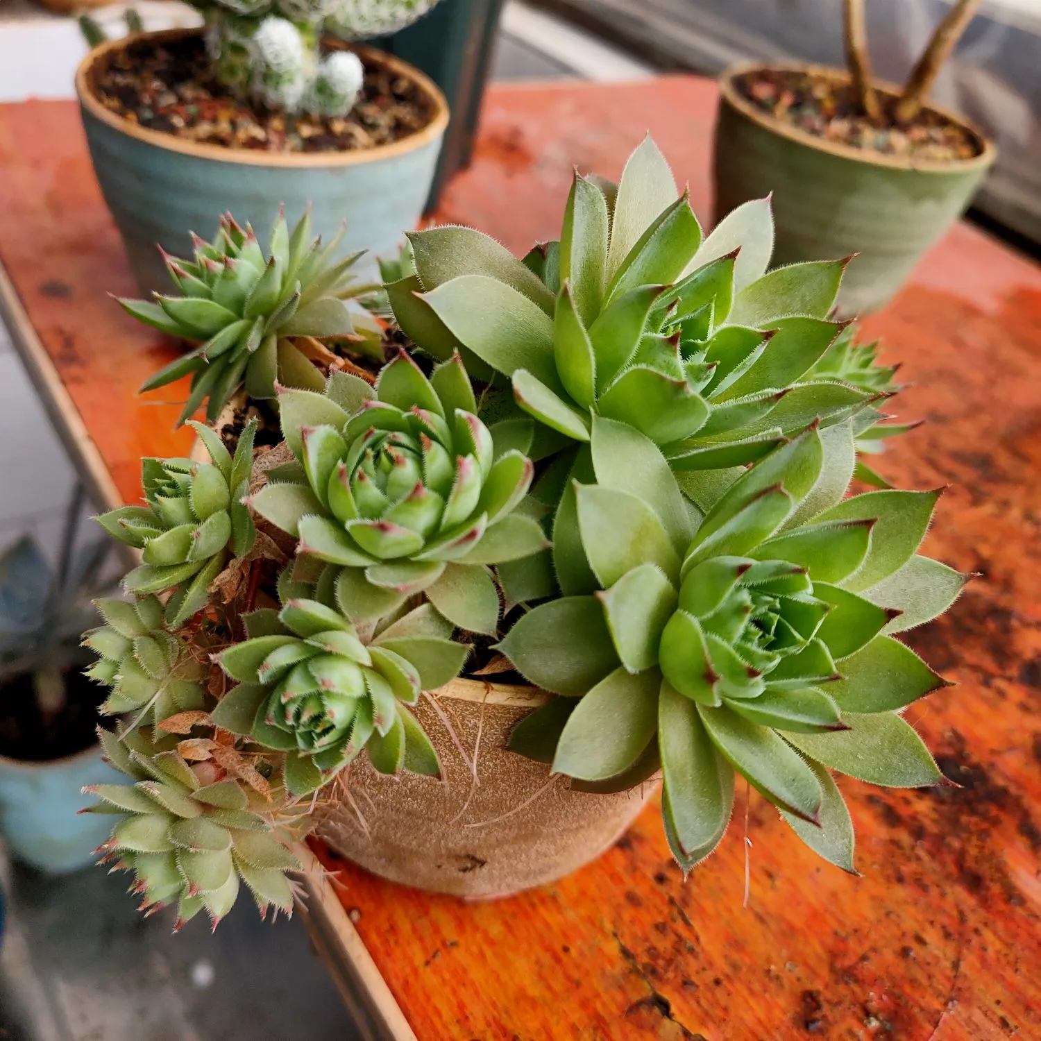 这次我要分享的是一款超级独特的绿色多肉植物,它的叶片边缘像锯齿一