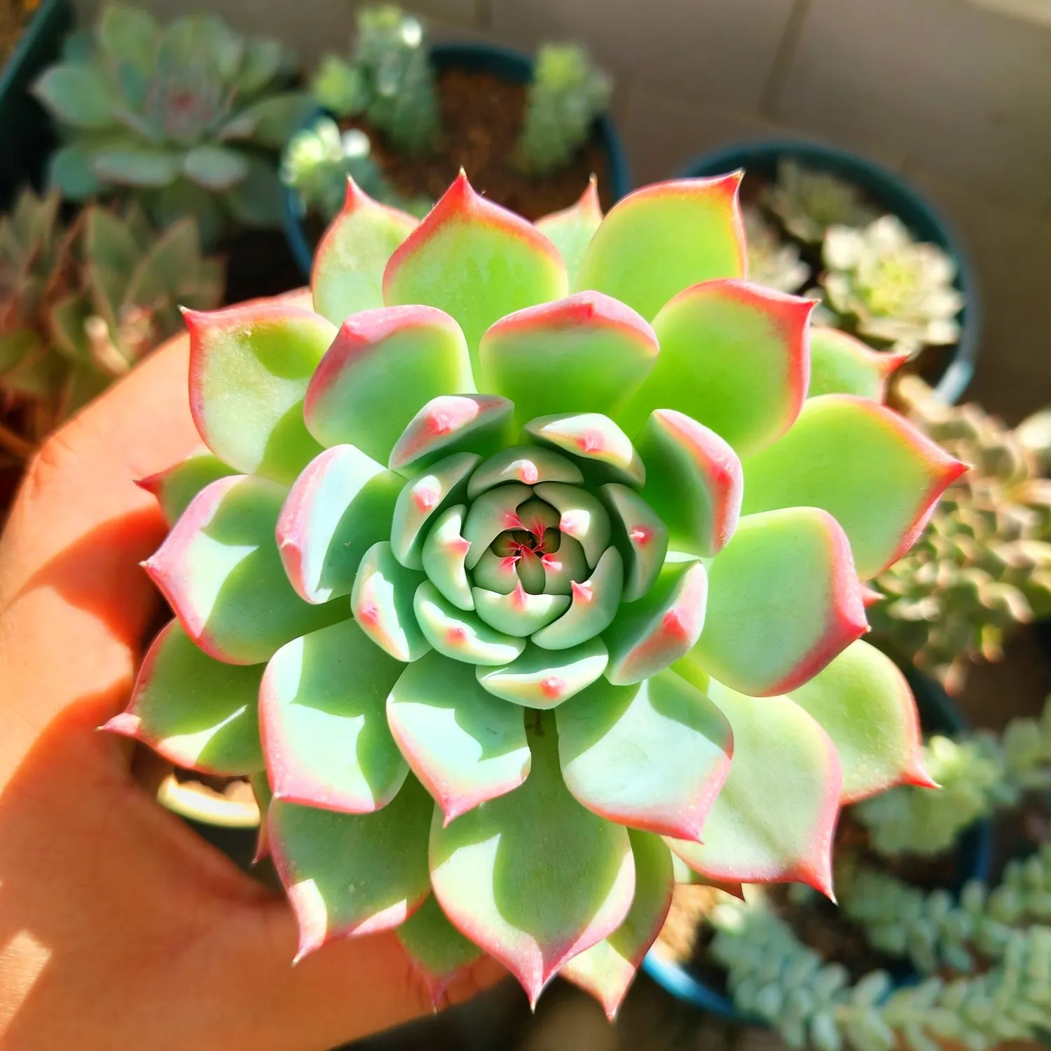 每次看到这些独特形状和色彩的多肉植物,我都被它们的魅力深深吸. .