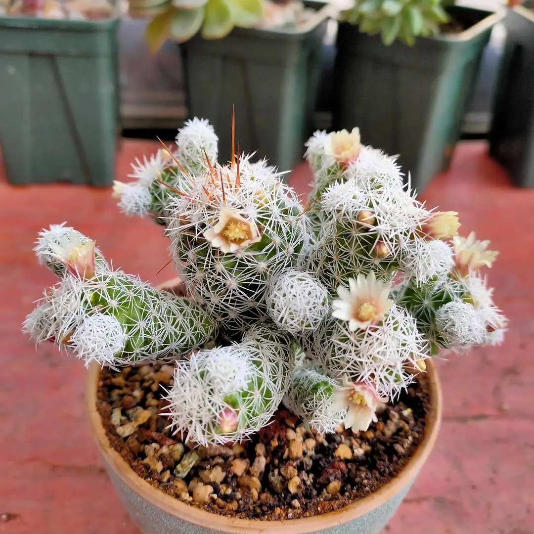 多肉奇兵,尖刺与淡雅花香的完美结合!