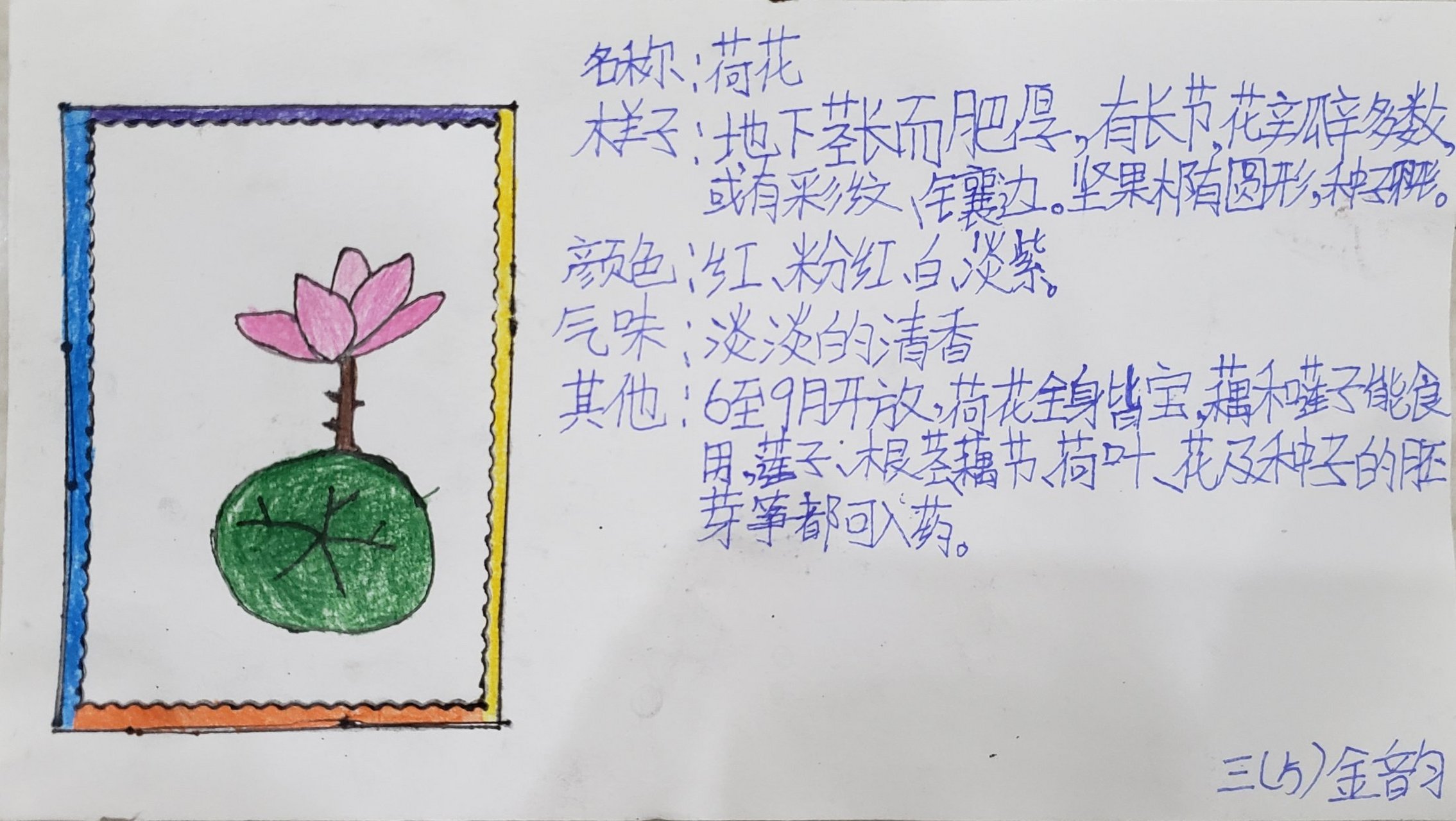 植物记录卡~荷花