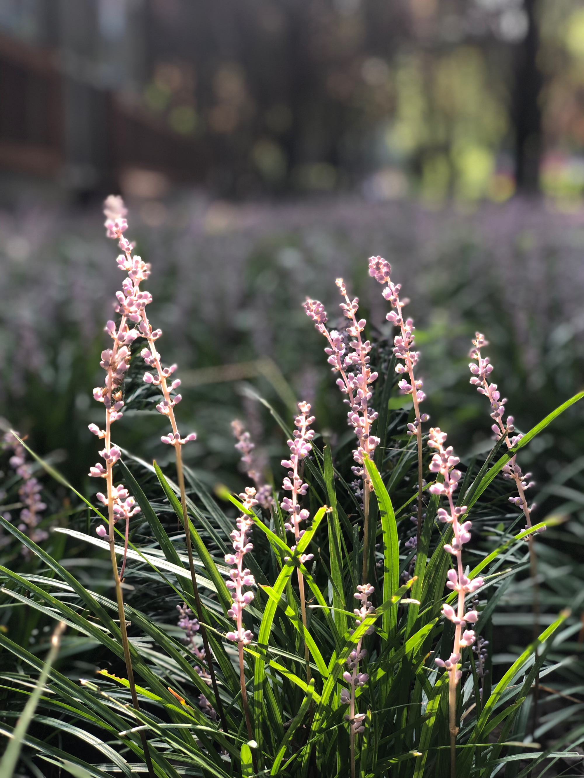 麦冬草开花图片图片