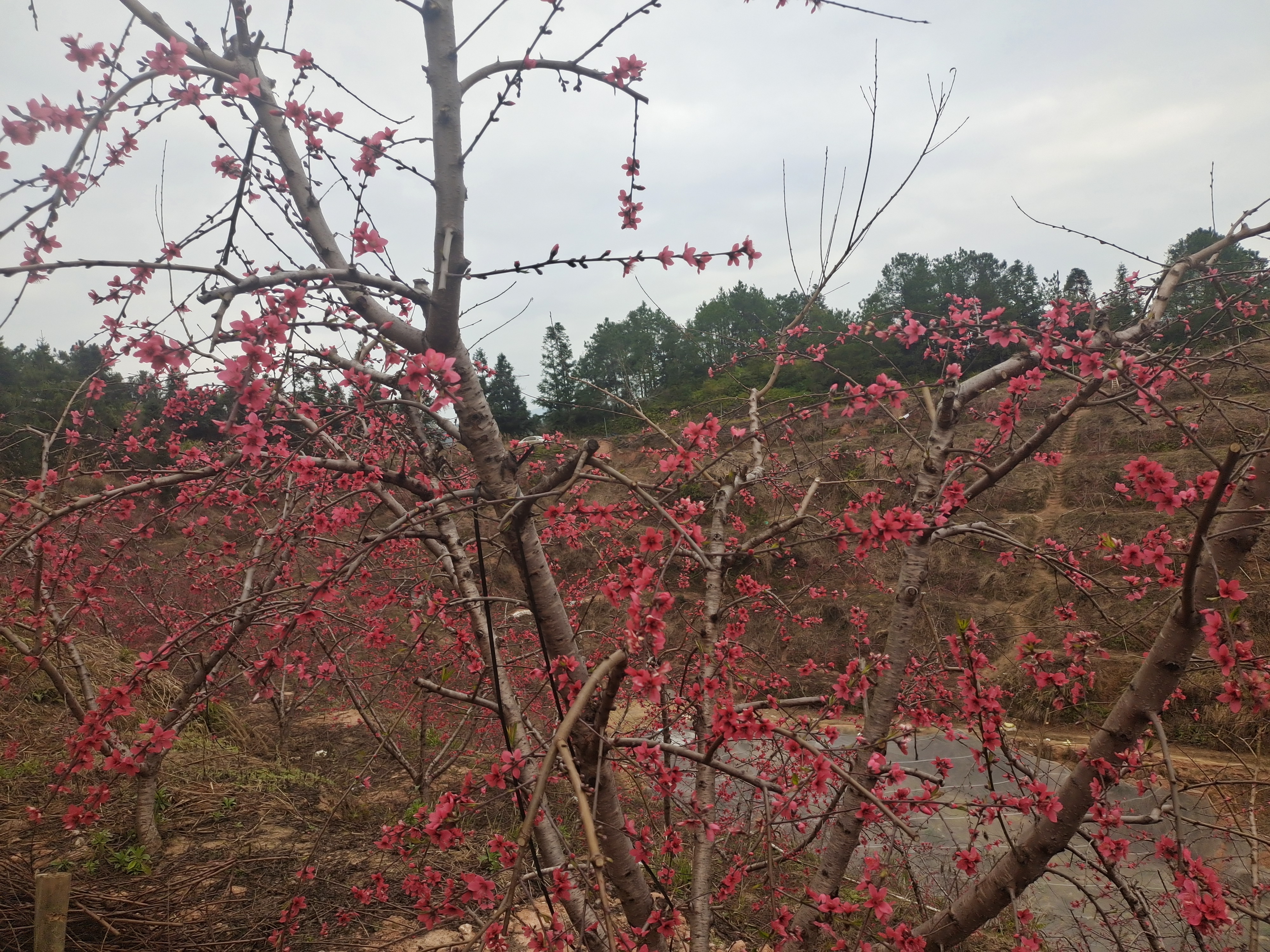 开满桃花的桃树图片图片