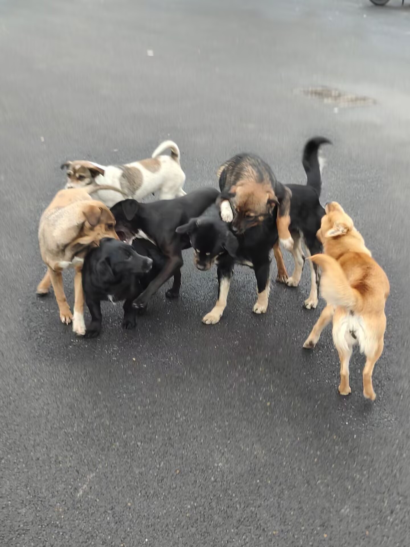 看这校园流浪狗队可壮观!