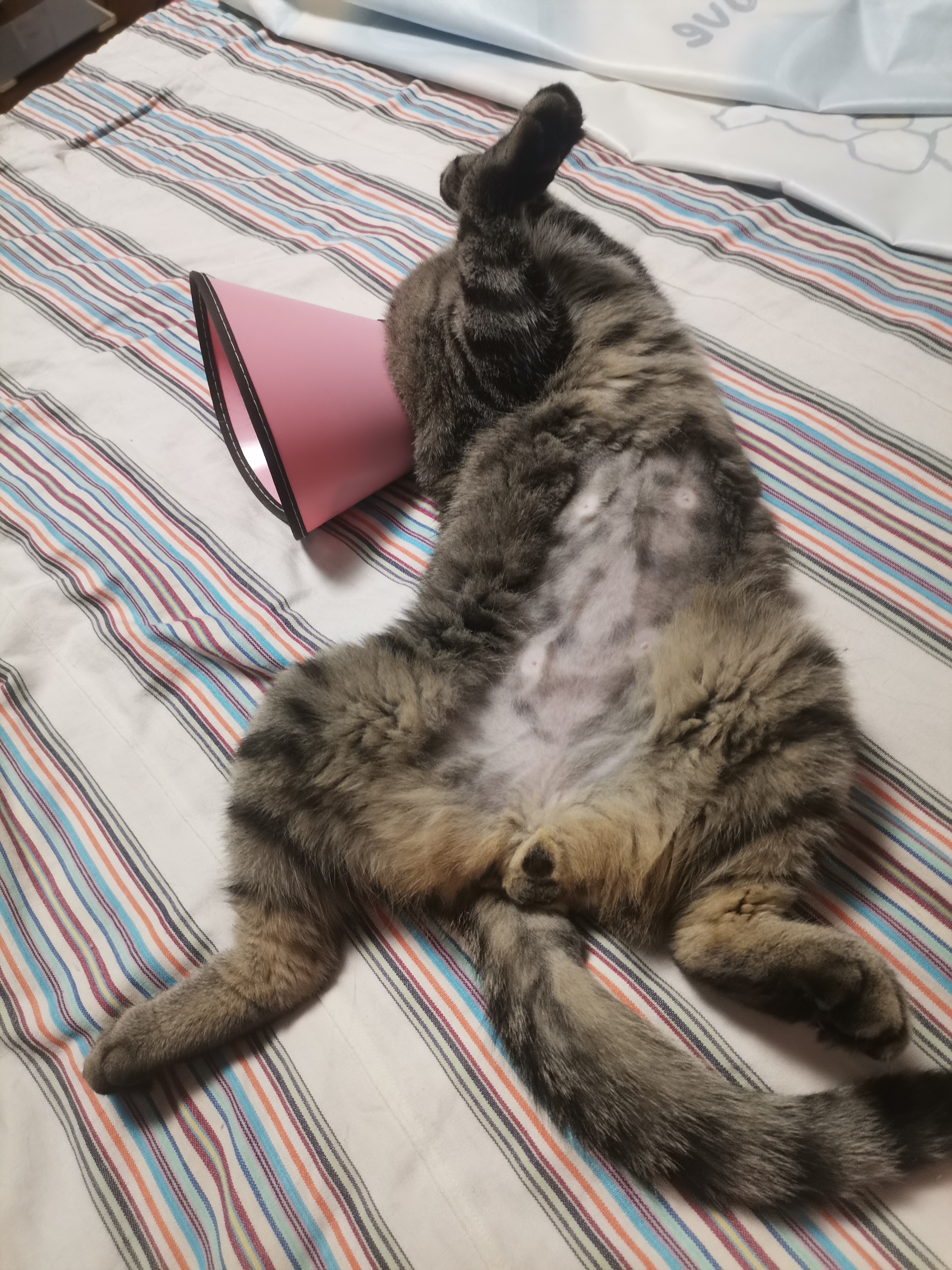 我大姐家有四个孩子,大女儿和二女儿都是中小学老师