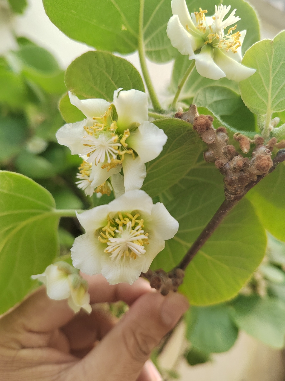 如何辨别猕猴桃公母?母花中间白色柱头,下面生长着小猕猴桃.