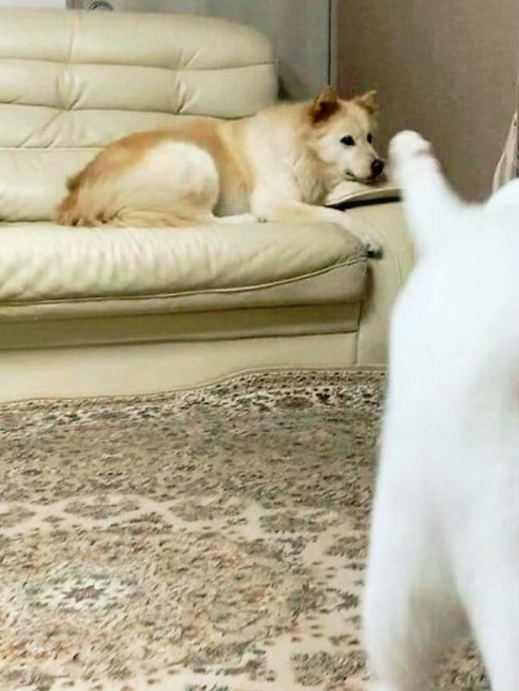 喵星人与汪星人的奇妙互动,这一幕真是萌化了我的心!