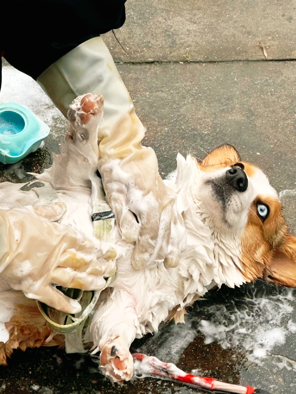 它刚刚洗了个澡,毛发湿漉漉的,耳朵竖立着,眼睛亮