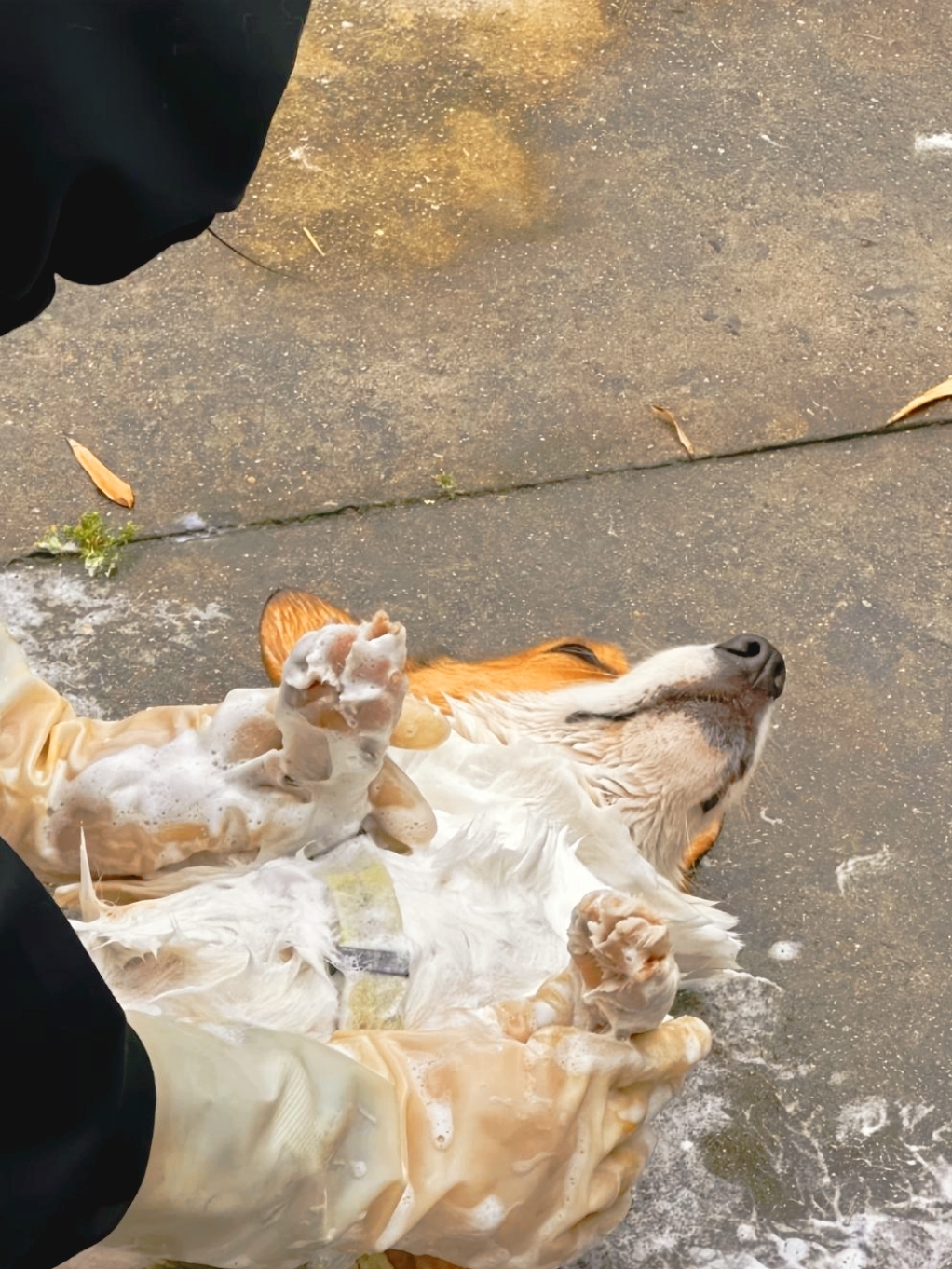 它刚刚洗了个澡,毛发湿漉漉的,耳朵竖立着,眼睛亮晶晶的,看它前爪上