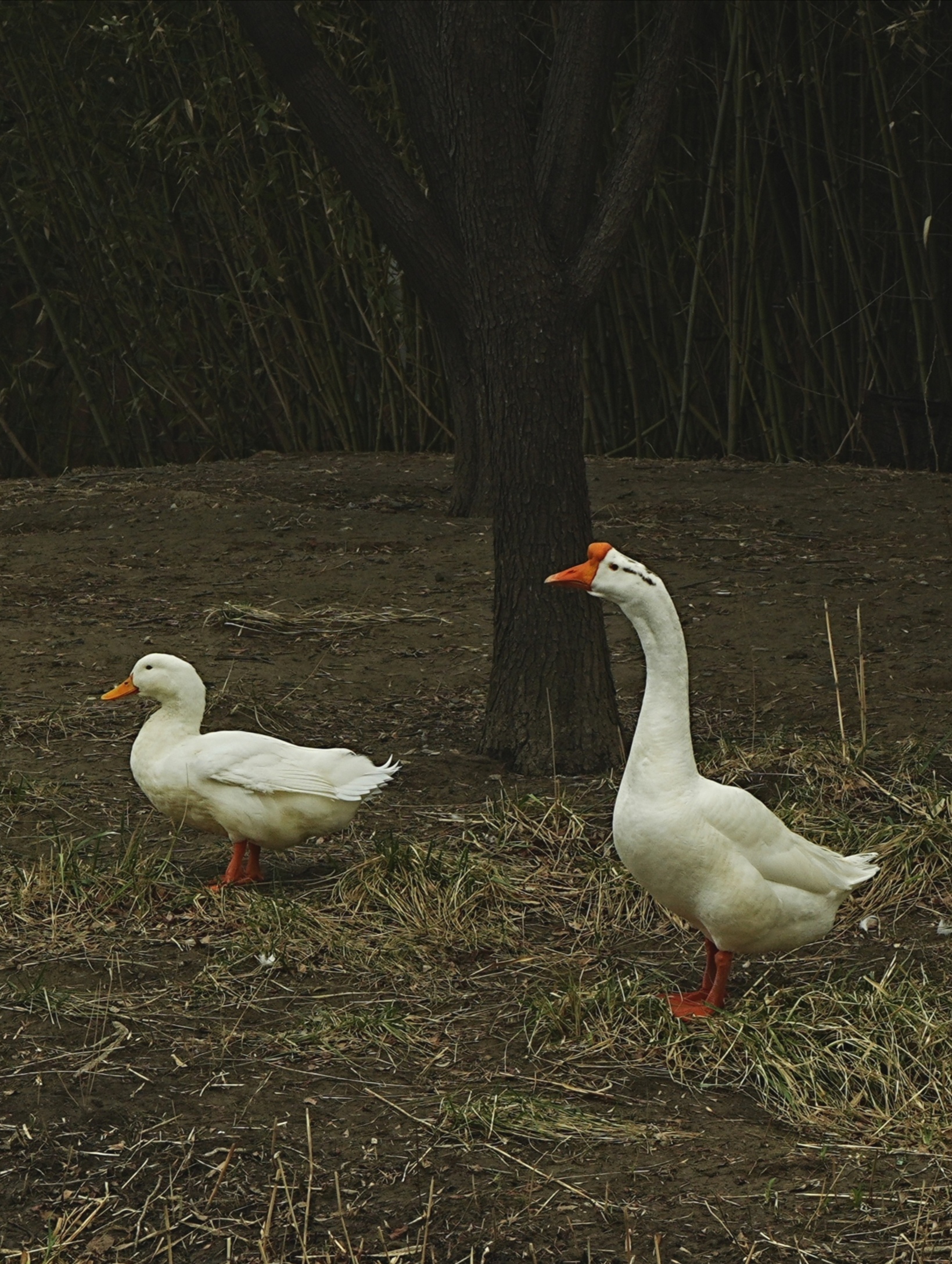 阴阴溪曲绿交加 小雨翻萍上浅沙 鹅鸭不知春去尽 争随流水趁桃花 春日