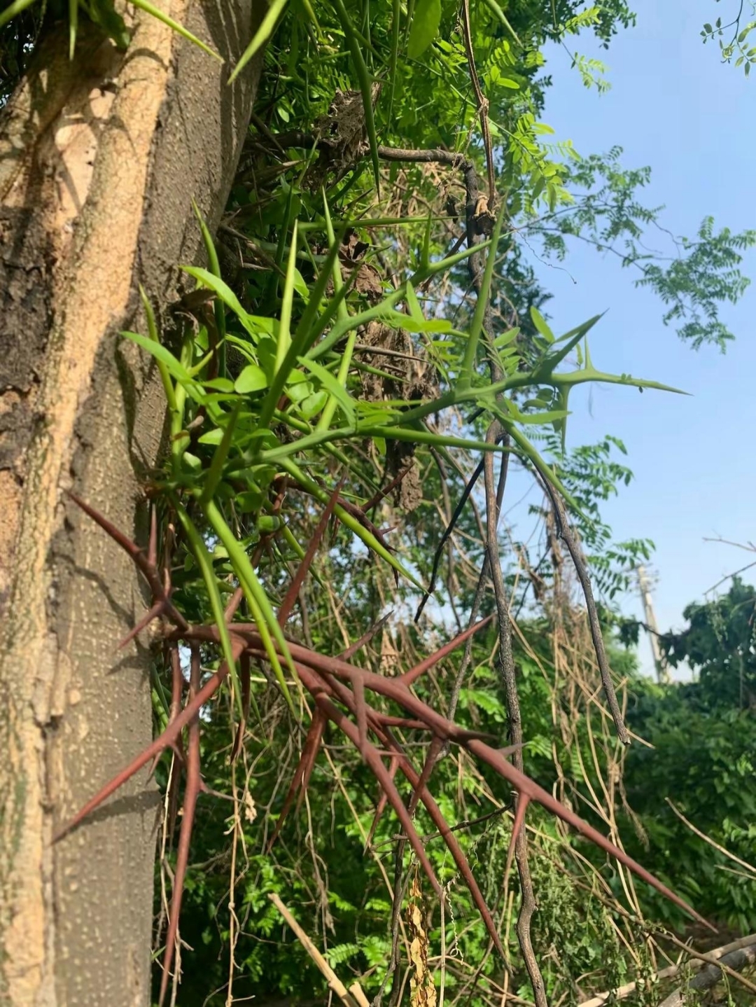 在姥姥村里,有一颗大树,树上到处长满刺,村里人说这颗树有上百年了,有