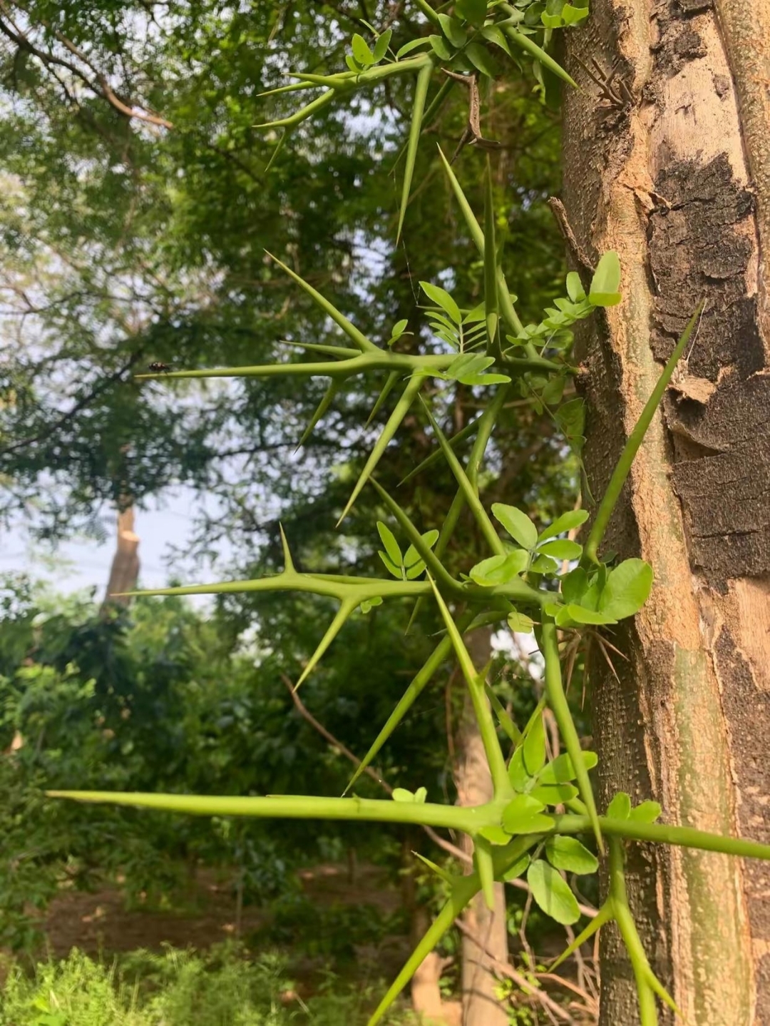 在姥姥村里,有一颗大树,树上到处长满刺,村里人说这颗树有上百年了,有