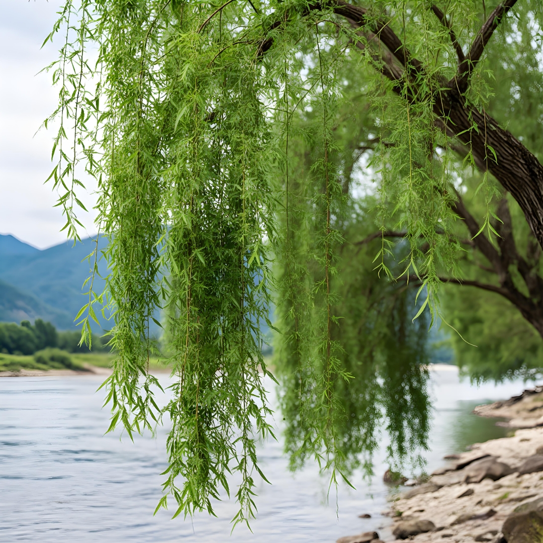 柳垂丝,枝拂水溪边垂柳好似娇羞的新娘柳树一夜白头垂柳和知了图片