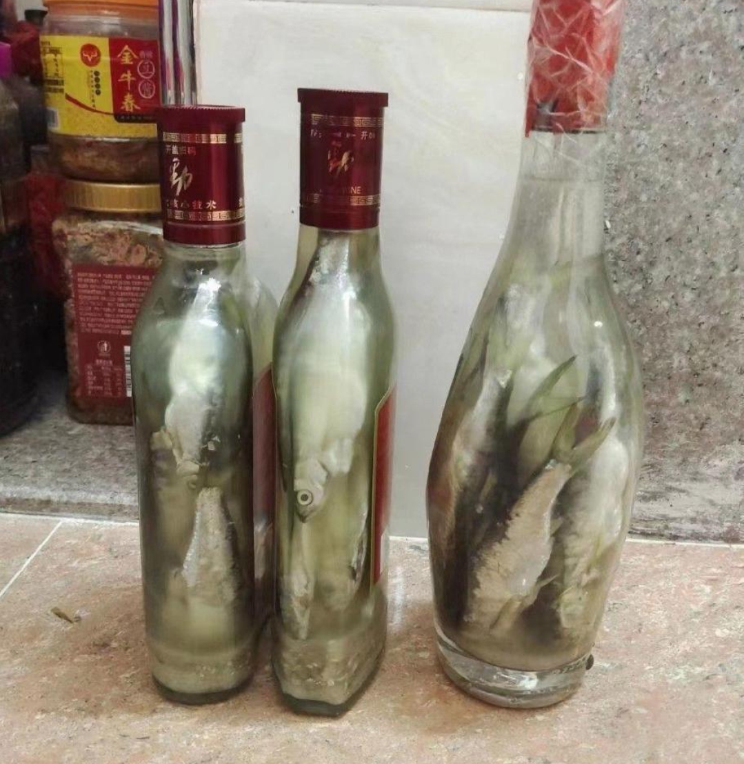 海蟑螂泡酒图片