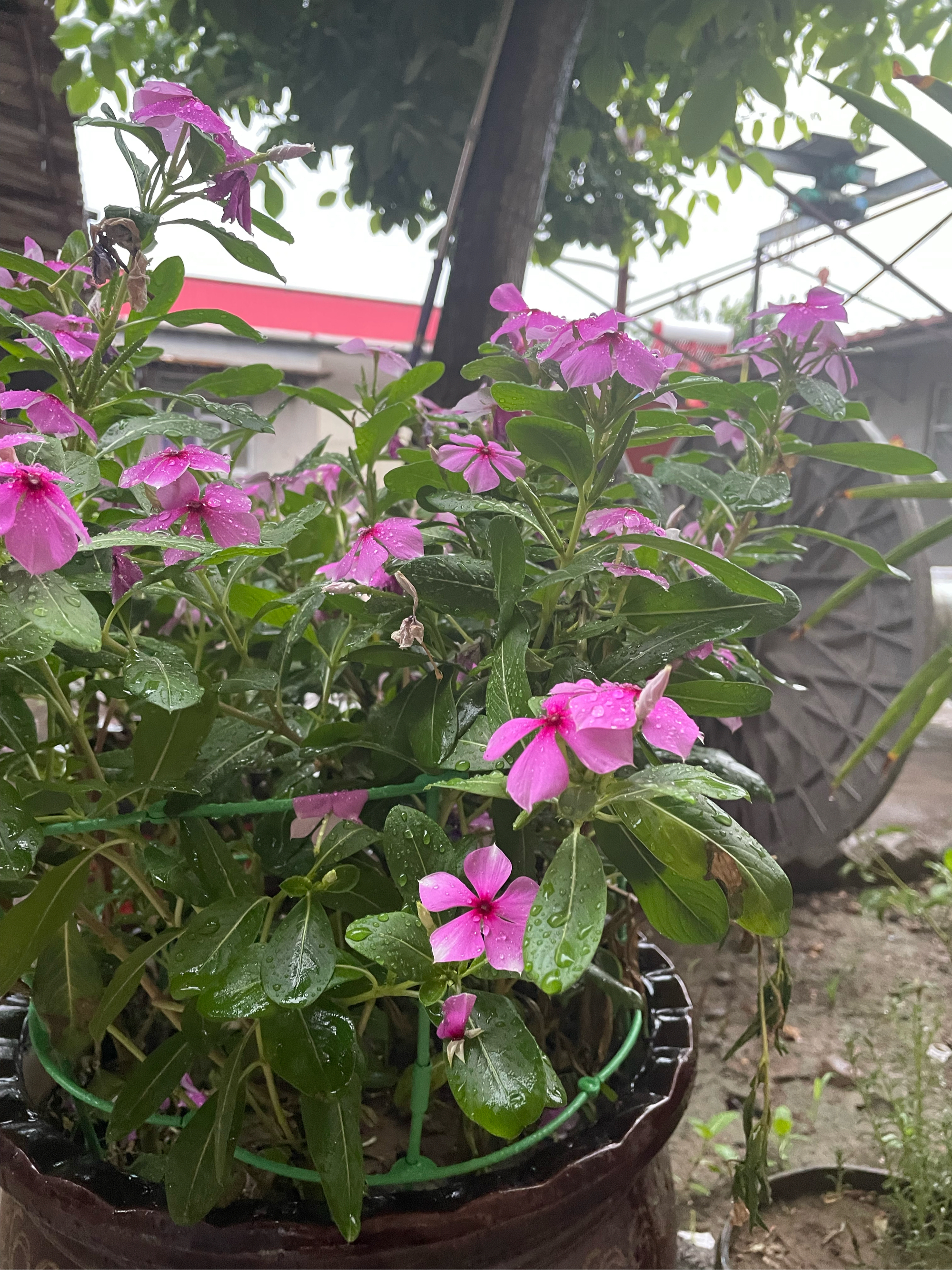 雨后花园图片