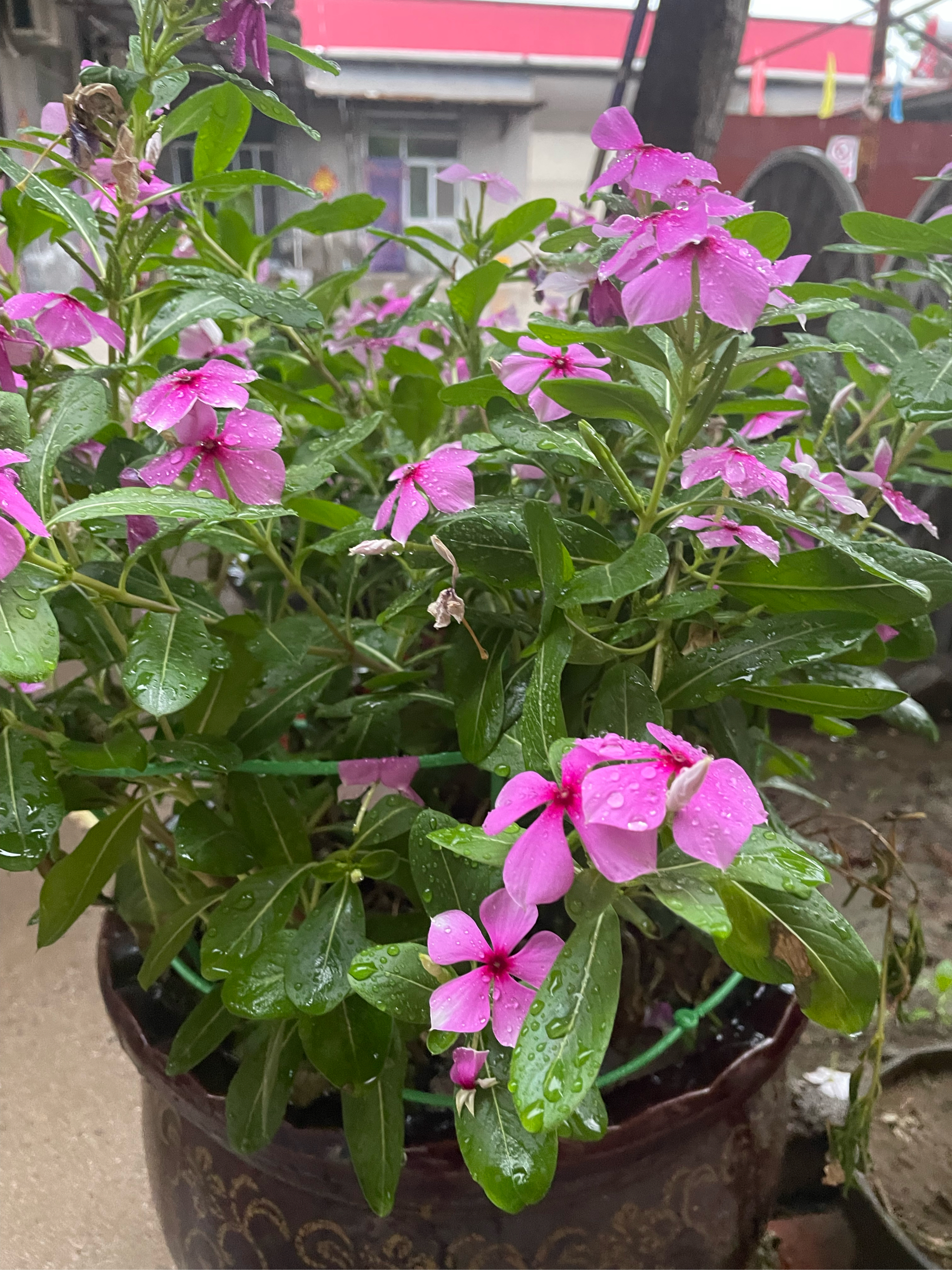 雨后花园图片