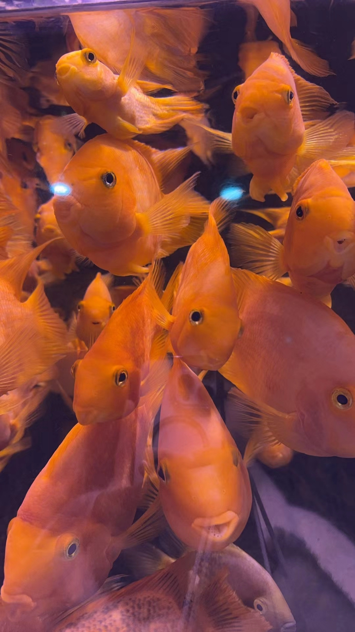 99水下奇趣世界:那些橙色小鱼的欢乐舞会9578  春天来了来一场