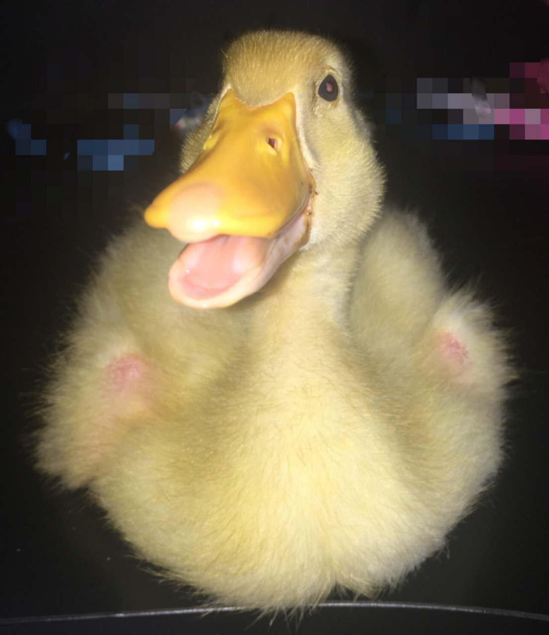 两张超治愈的鸭子笑 超可爱的小鸭鸭