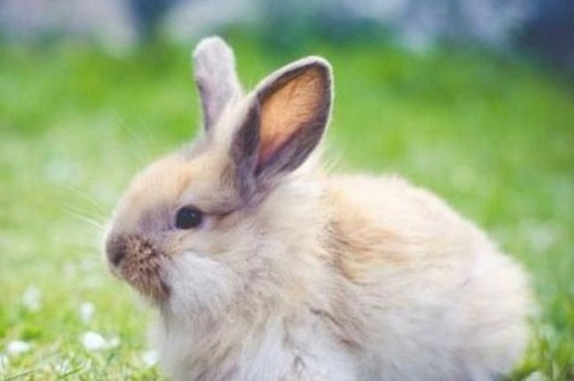 1975年属兔人2021年运势 进入2021年,75年出生的属兔人运势相对比较不