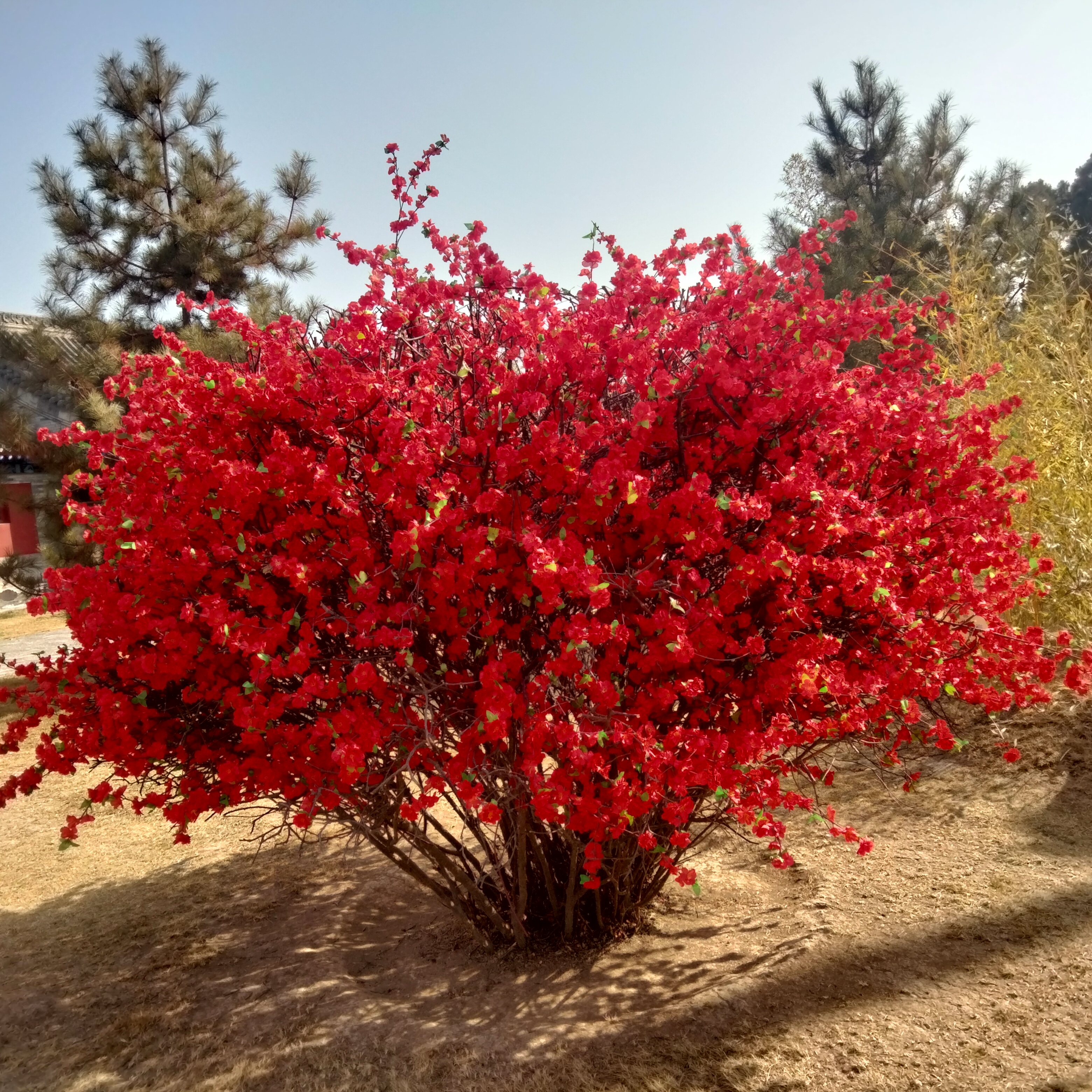 初一下午,我和几个邻居聚在一起聊天