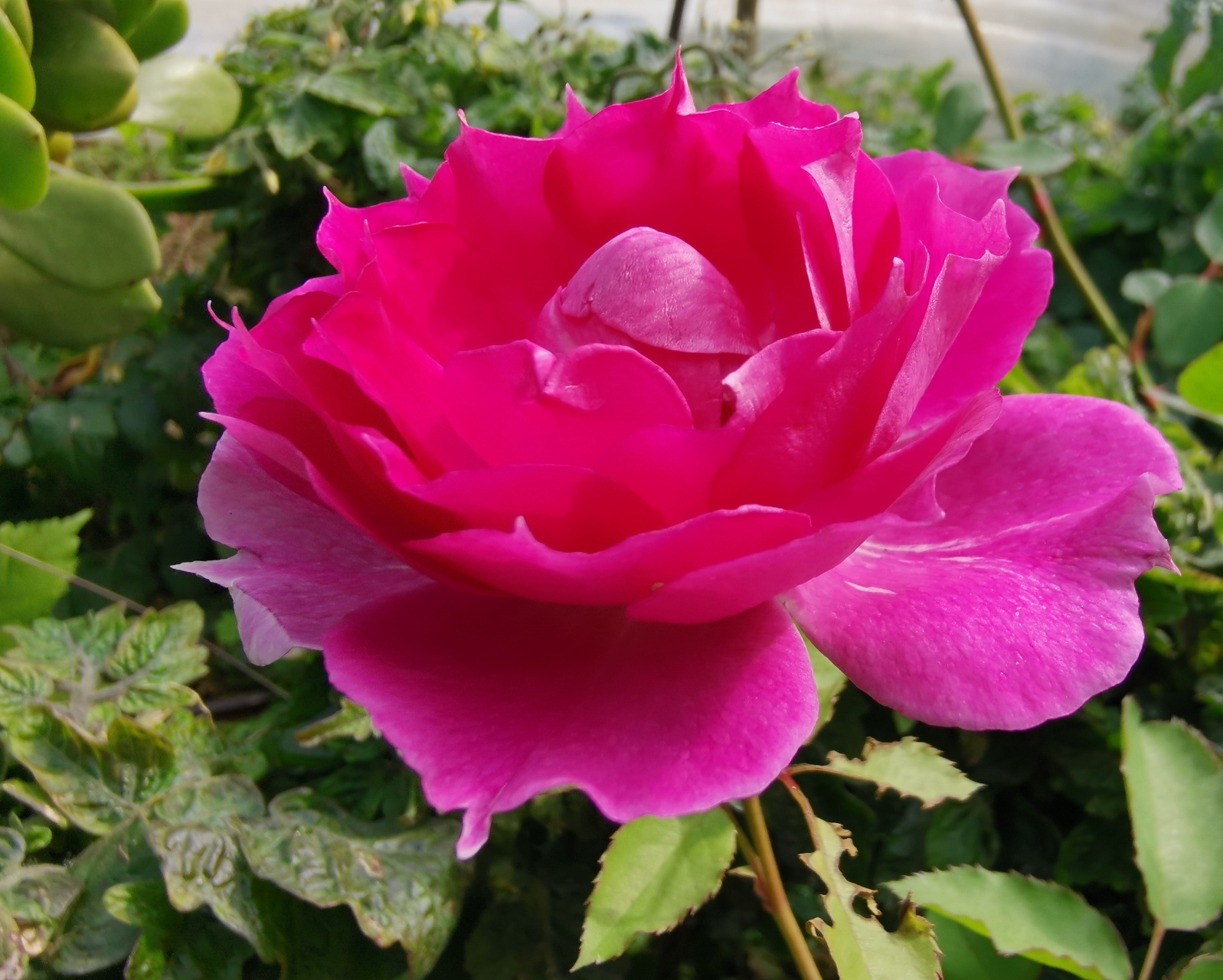 天方夜谭#月季# #养花#  中文名,天方夜谭,来自日本一款灌木月季,一经