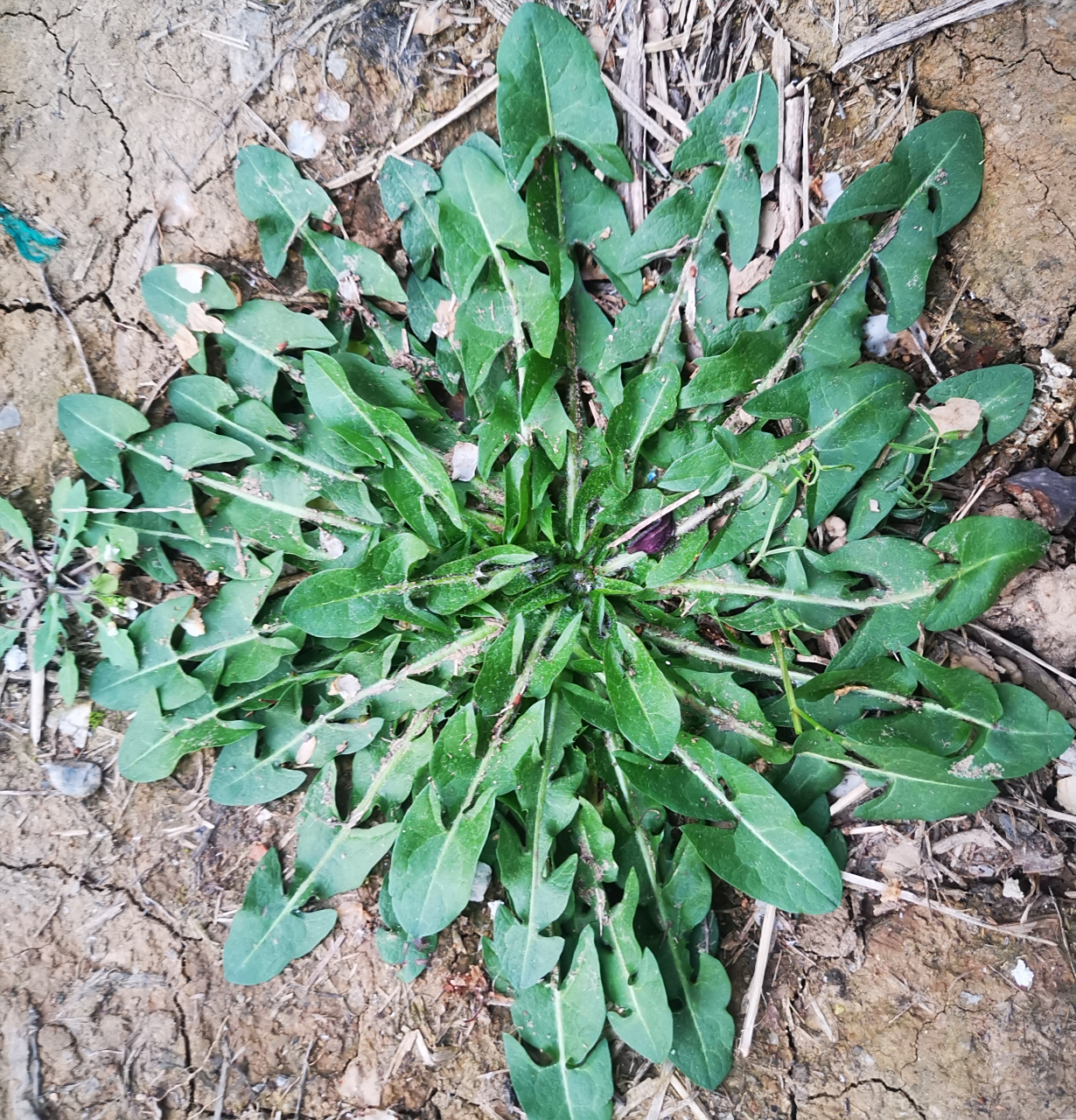 春天里的野菜  野荠菜清香 楮树花粘糯 枸杞头涩中带甜 马兰头清苦
