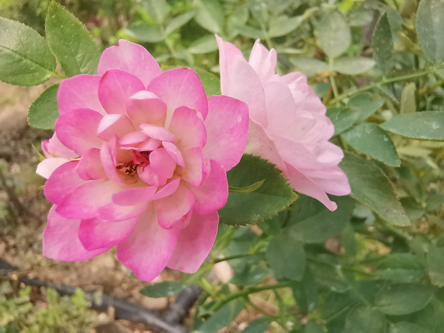 我最喜爱的微型月季之 天荷繁星,星星闪闪,美若天仙.