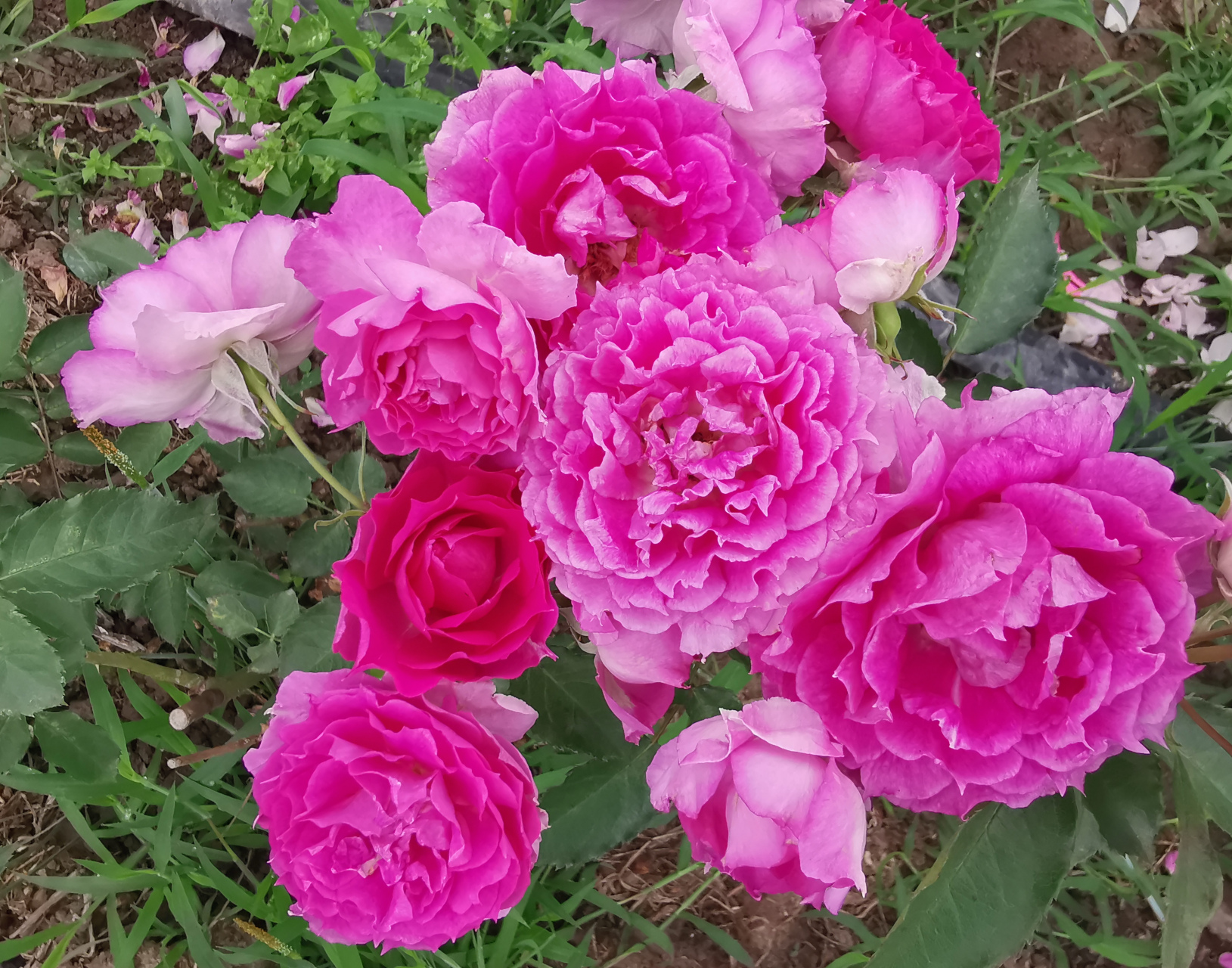 天方夜谭#月季# #养花#  中文名,天方夜谭,来自日本一款灌木月季,一经