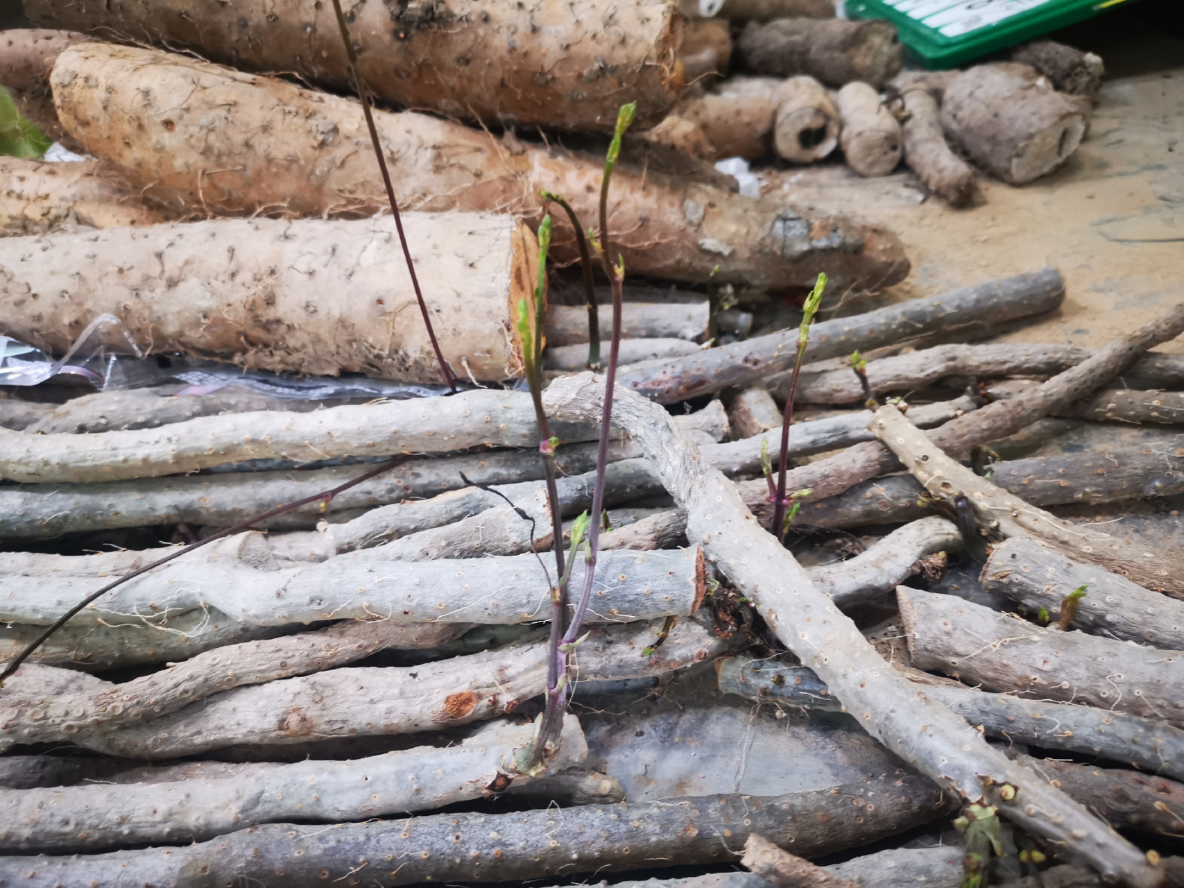 椰子发芽叫椰宝,大豆发芽叫豆芽菜,这个山药苗叫什么菜?