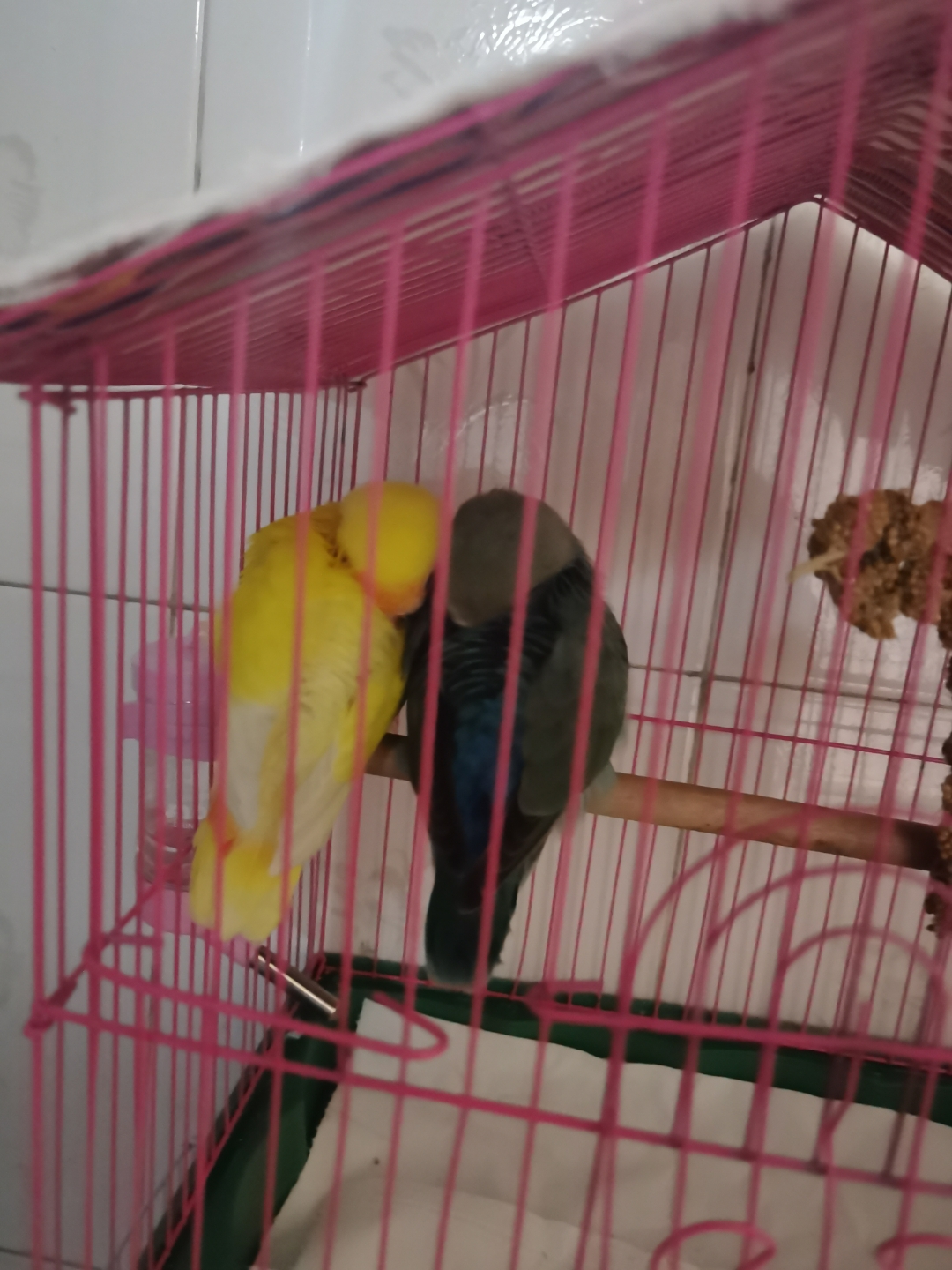 这只小黄鸟站在粉色笼子里,羽毛鲜艳夺目,仿佛春天的使者