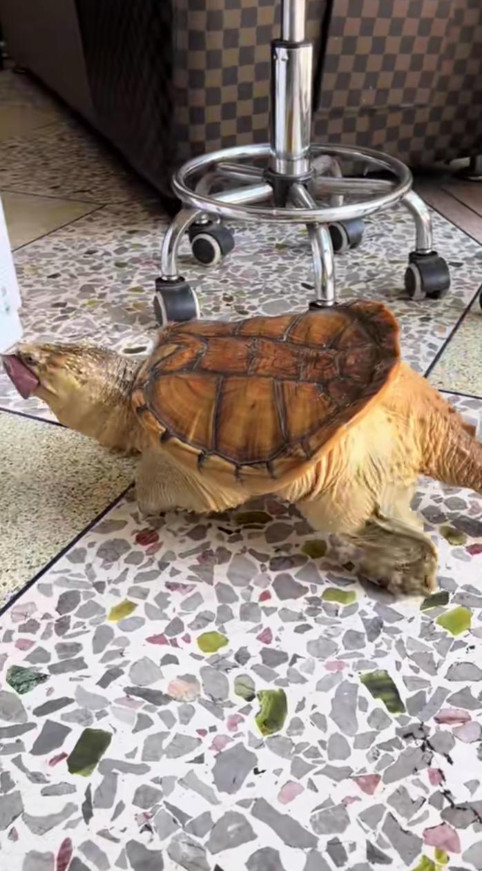 太可怕了,这是王八成精了吗?