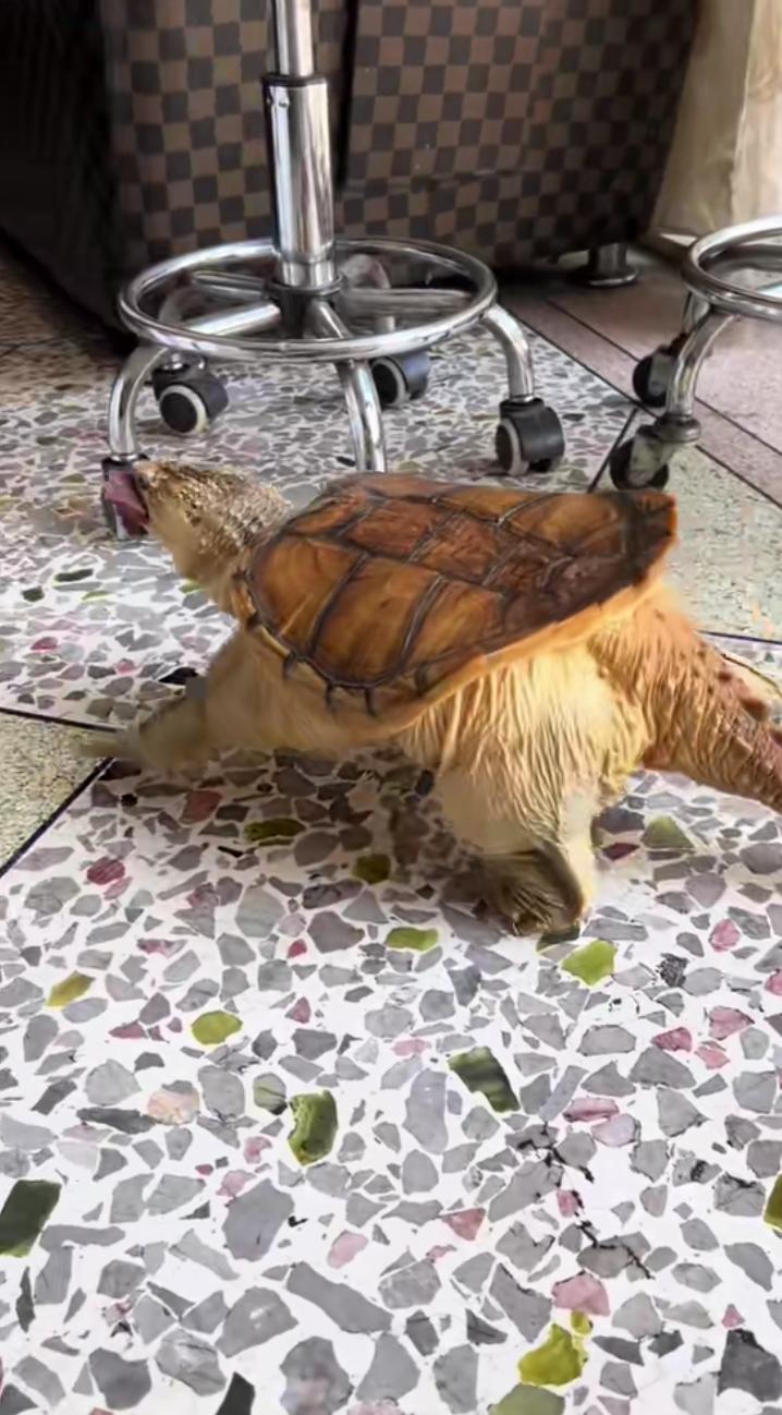 太可怕了,这是王八成精了吗?