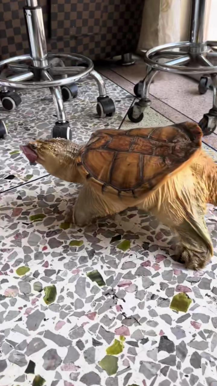 太可怕了,这是王八成精了吗?