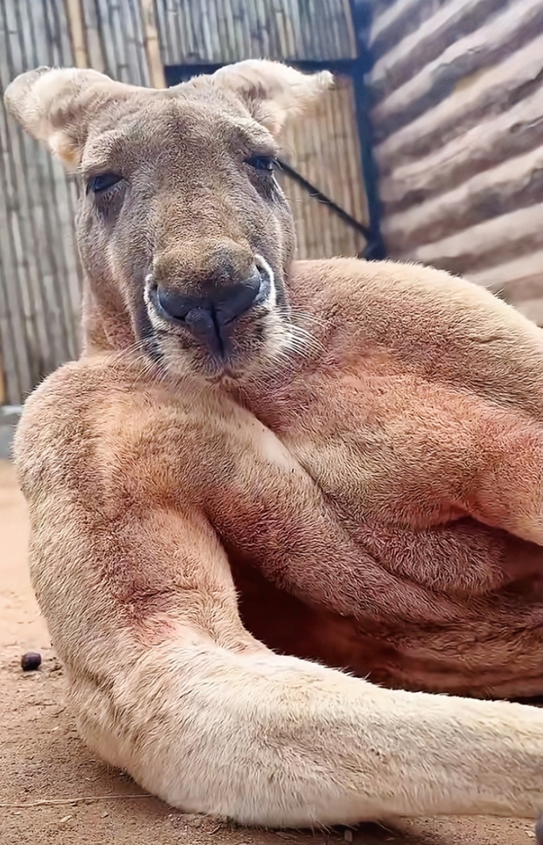 强壮的臂膀充满了爆发力,发达的肌肉在阳光下闪耀着健康的光泽,仿佛是