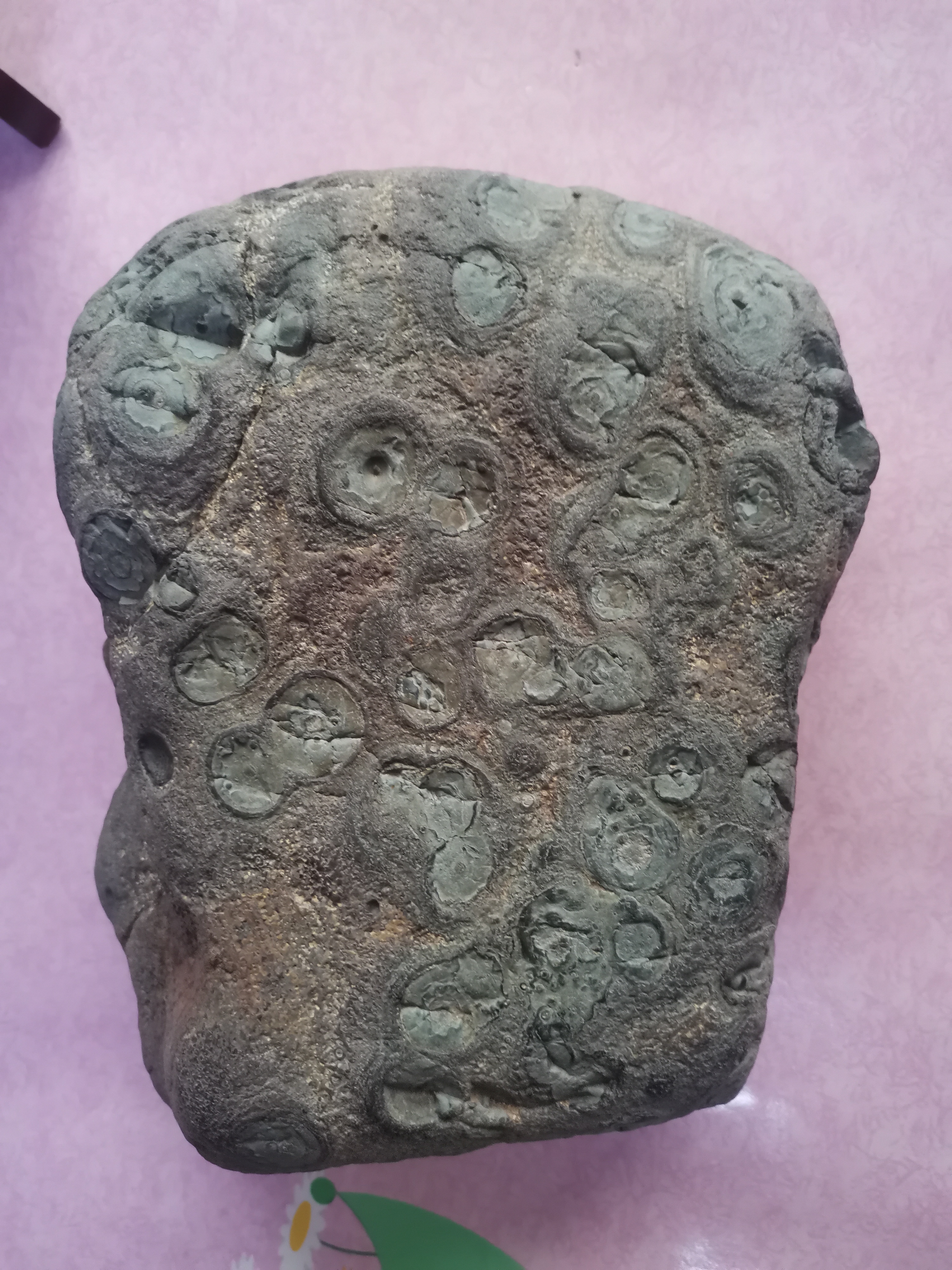 藻类世界离现在有35亿年,容易腐烂的蓝藻能形成化石国家不多