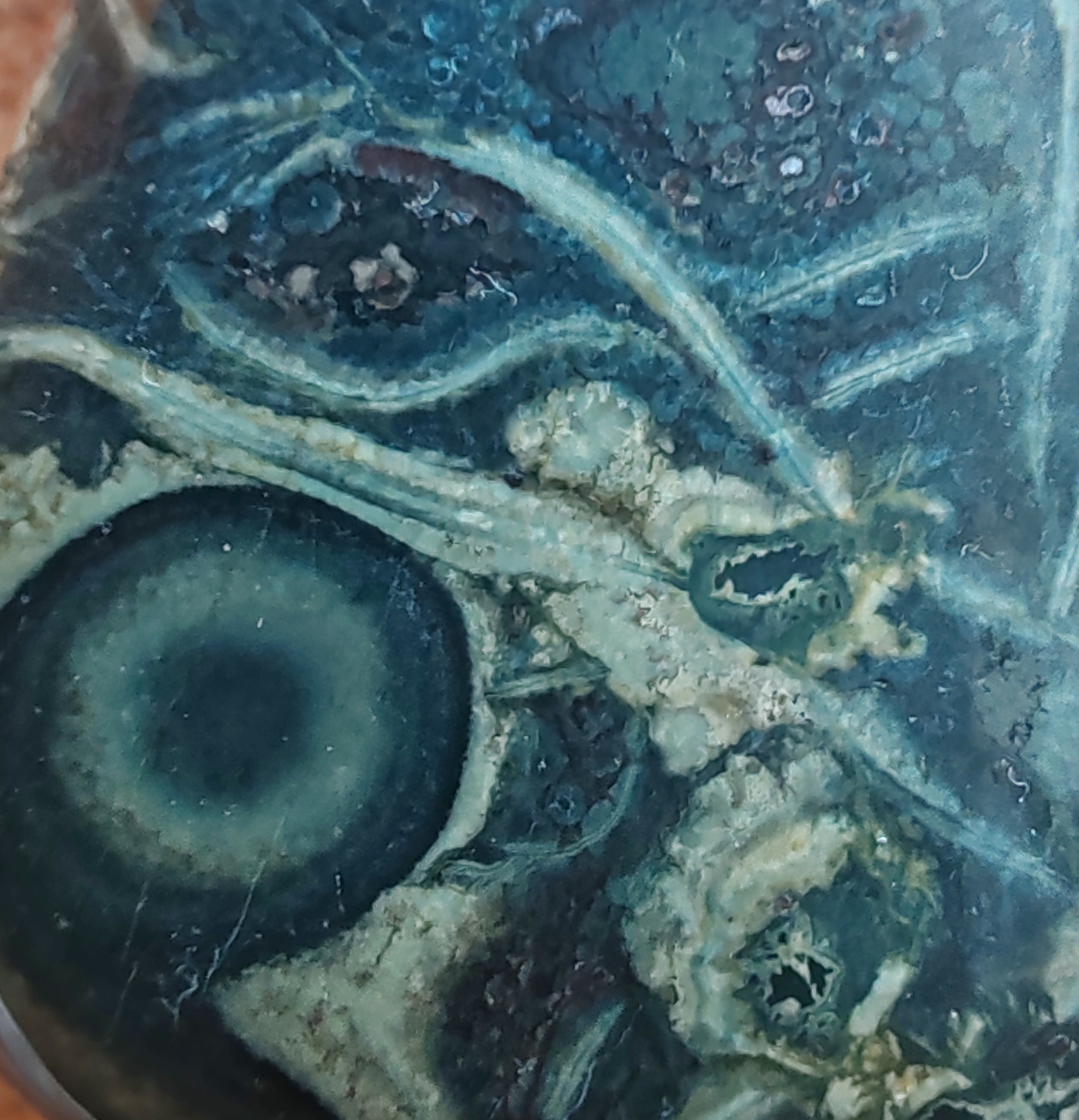 蓝藻化石:蓝藻是地球形成后第一个单细胞生命,大约在35亿年,地球上有