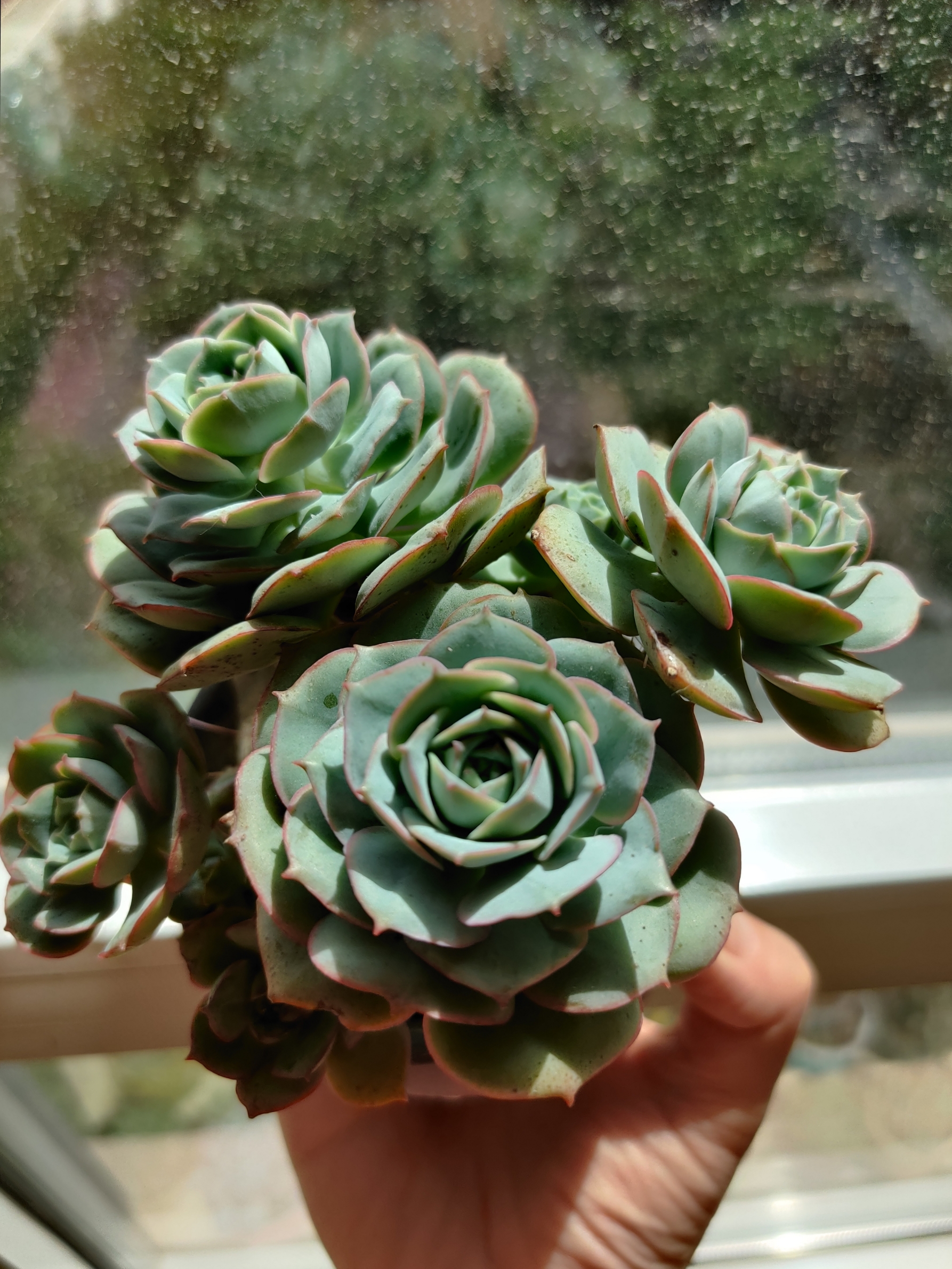 能出点状态的多肉,忍不住多买系列:月亮石.月亮石,标准的莲花座肉肉.