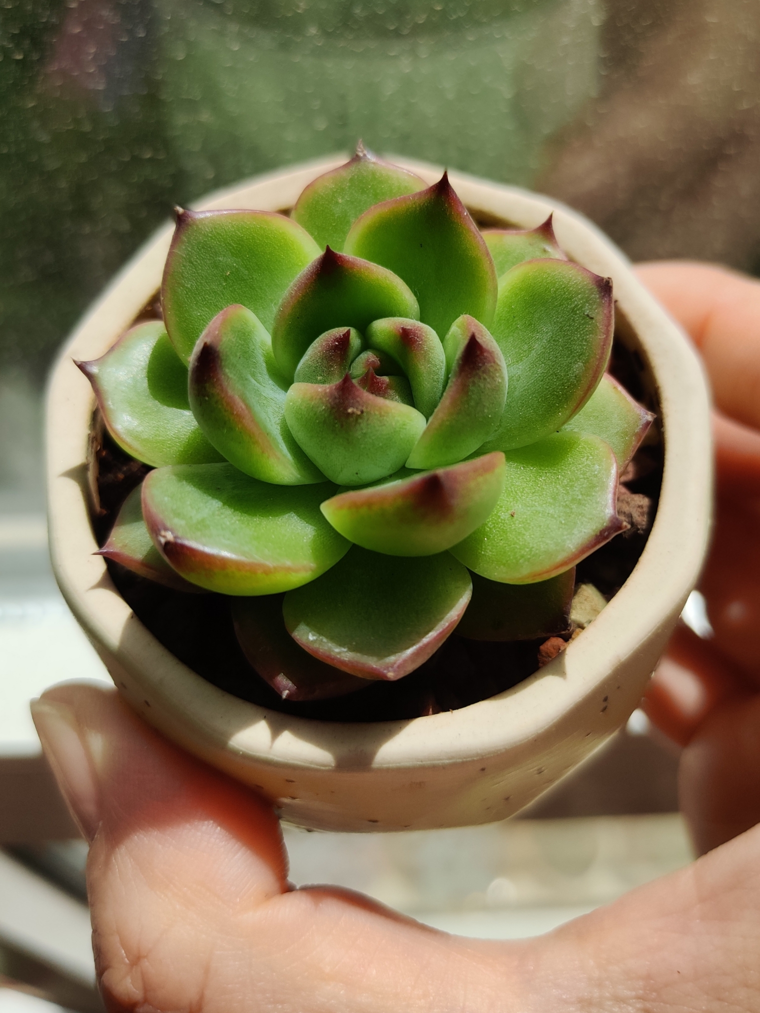 能出点状态的多肉,忍不住多买系列:月亮石.月亮石,标准的莲花座肉肉.