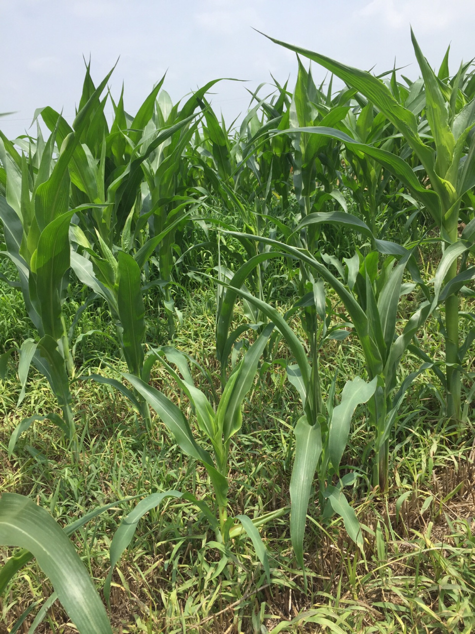 黑牛88玉米种出现问题,谁来解决?