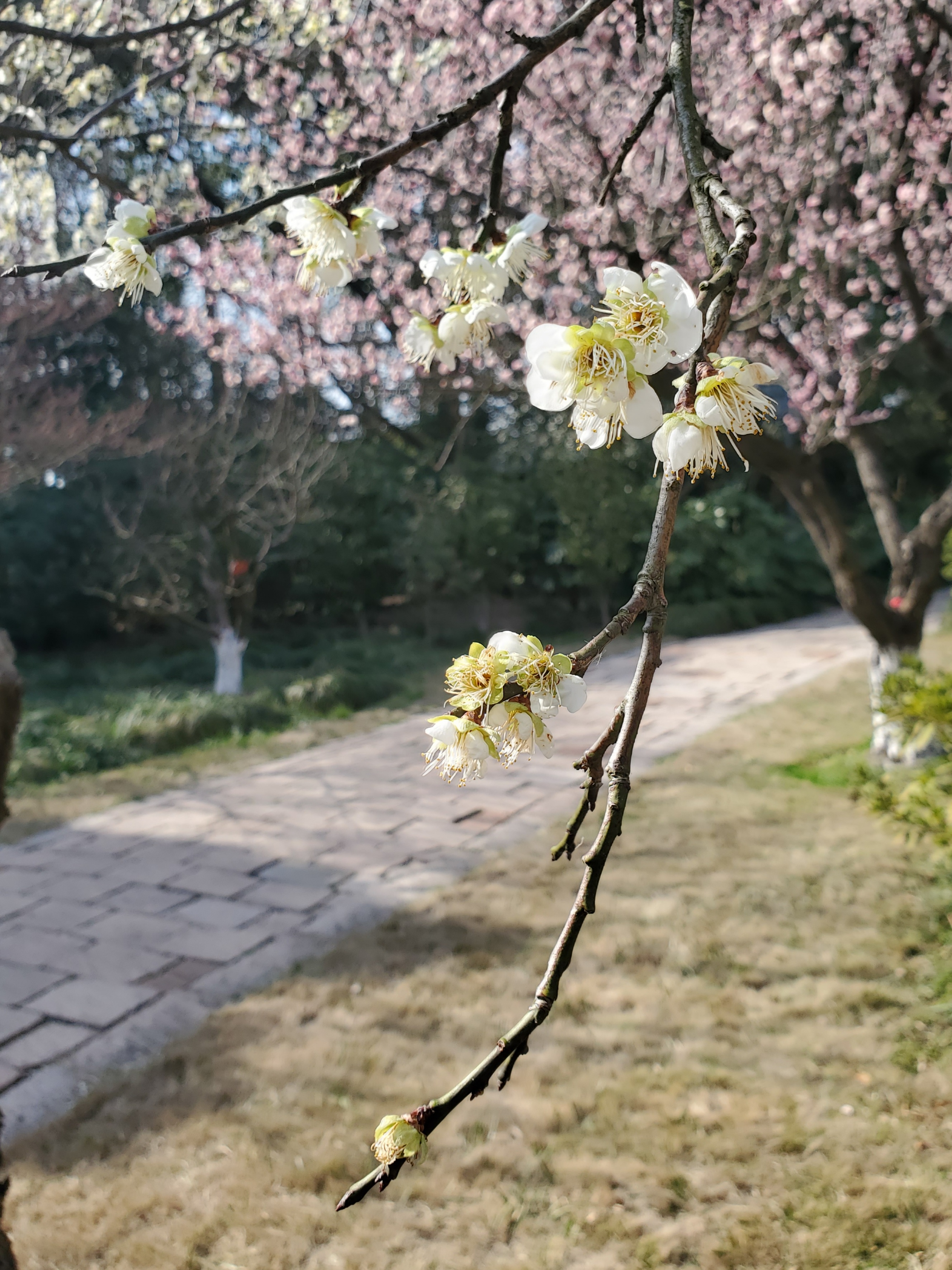 大余梅花大观园要门票图片