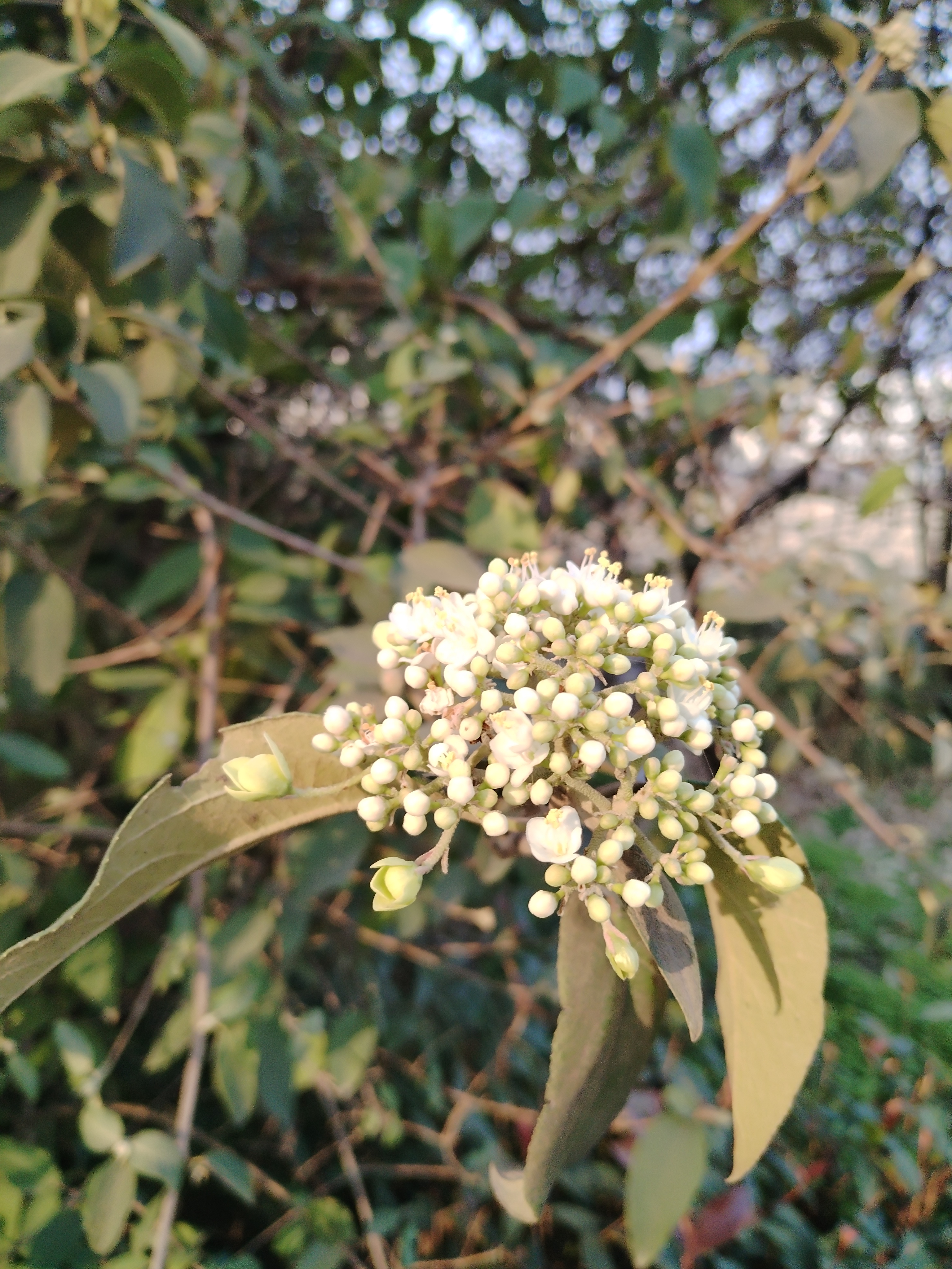 走近细看,每一朵花儿都像是精致的雪花,洁白无瑕.
