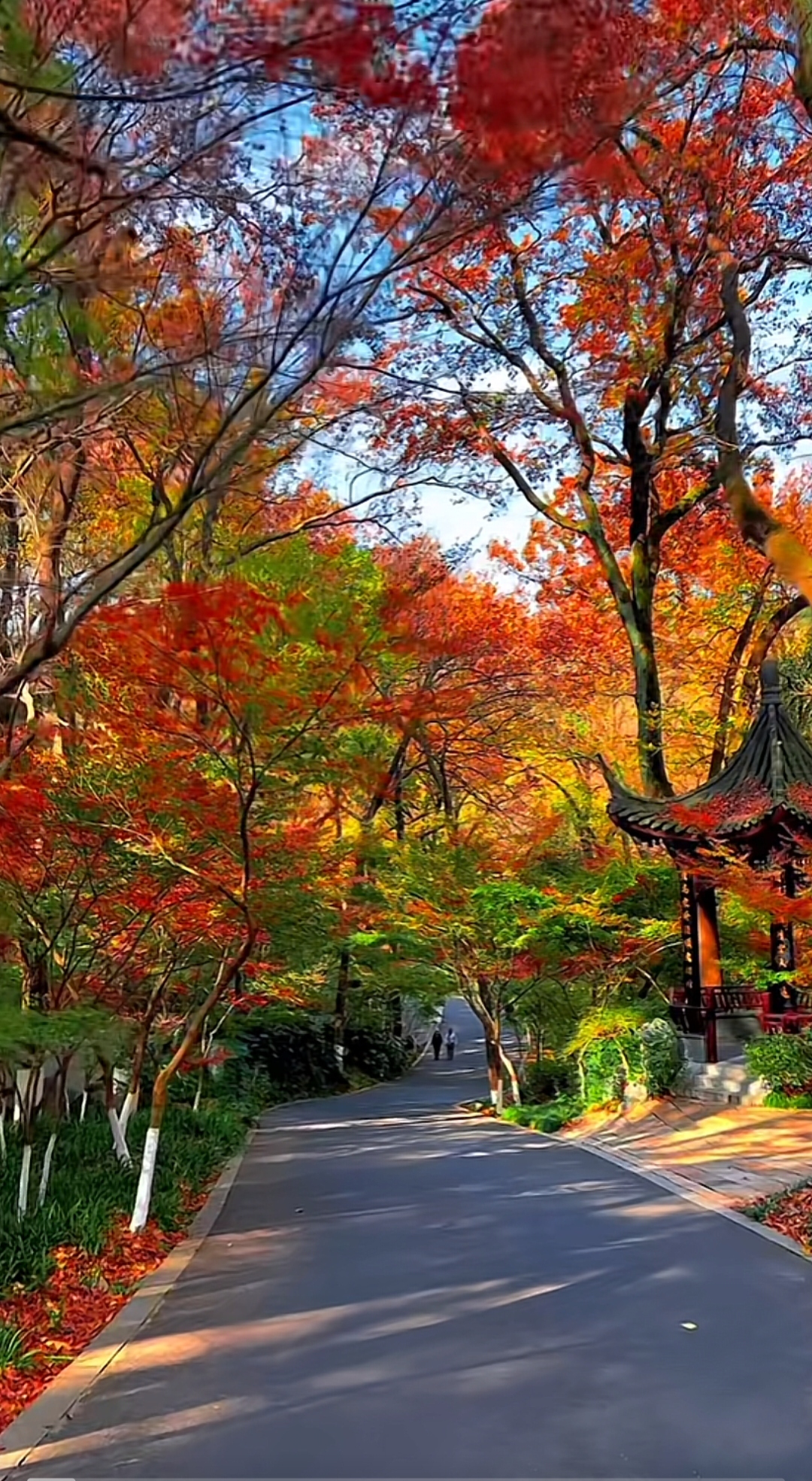 近日,我来到了一片枫树林,看到这条路穿过树林,心情真的太美好了!