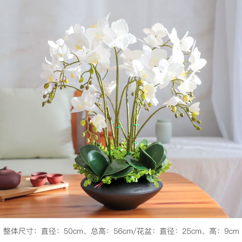 终于入手了心心念念的红粉佳人蝴蝶兰!