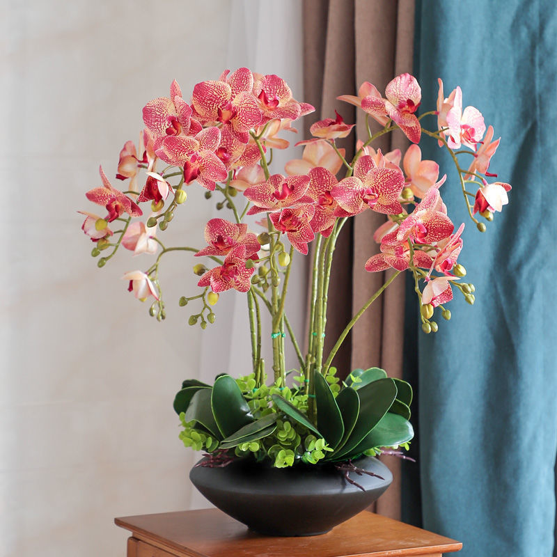 终于入手了心心念念的红粉佳人蝴蝶兰!