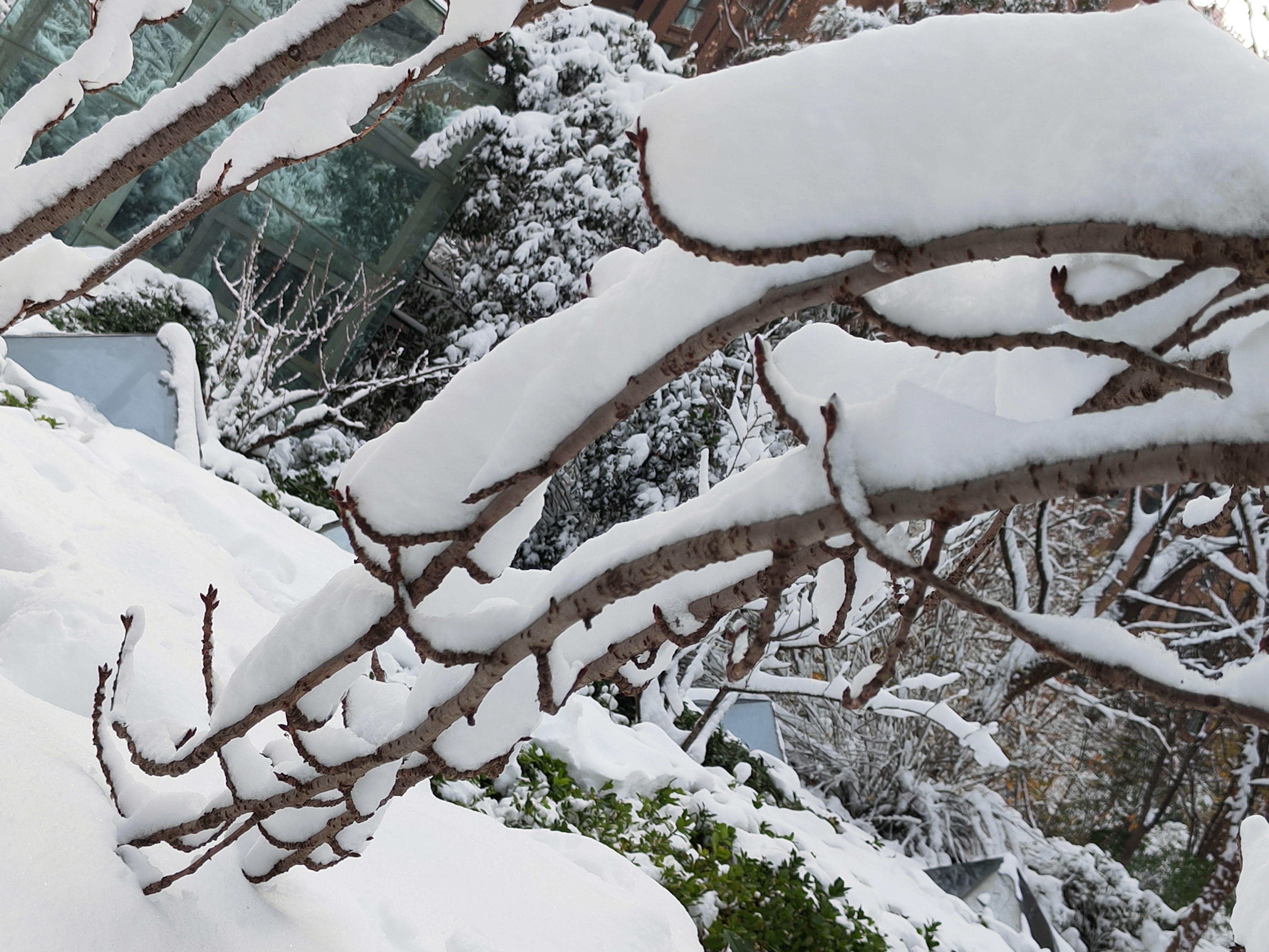 ❄️冬天的奇迹树枝上的雪之舞�