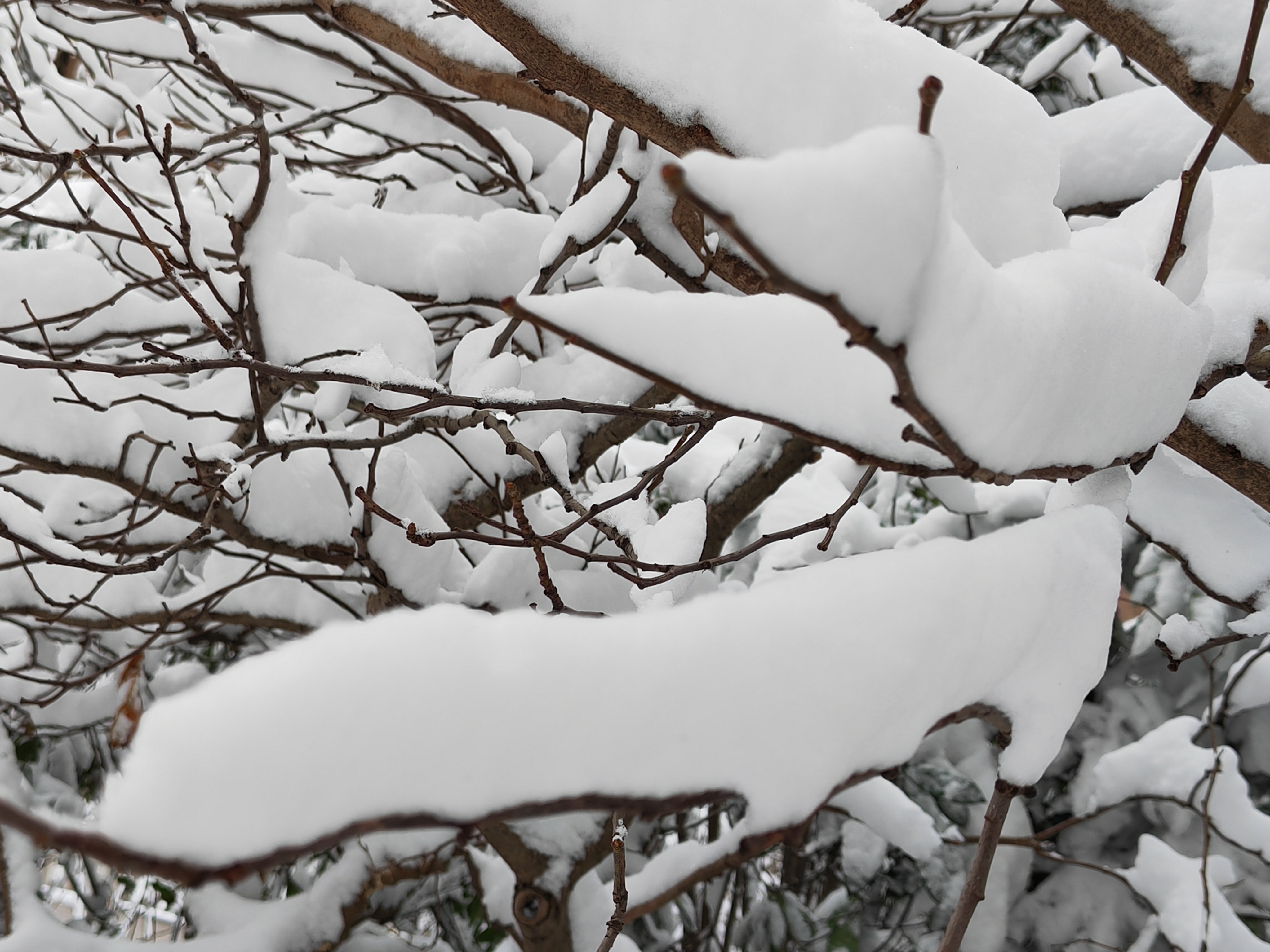 ❄️冬天的奇迹树枝上的雪之舞�