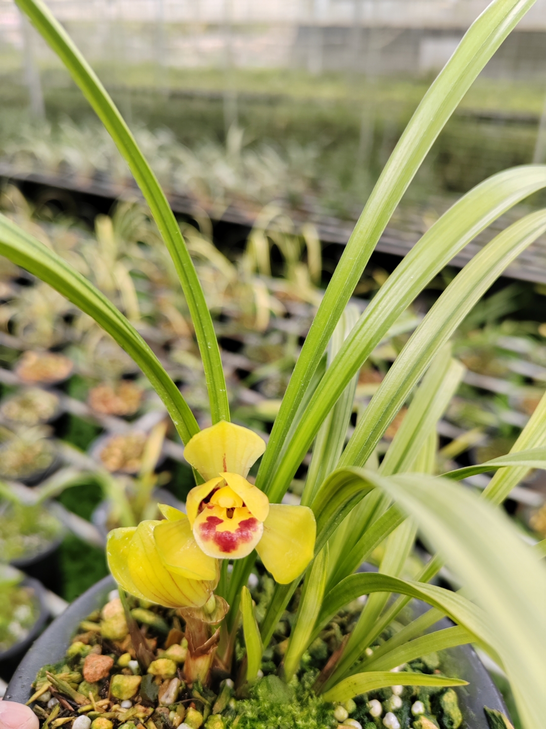 春兰黄荷出变形中透艺