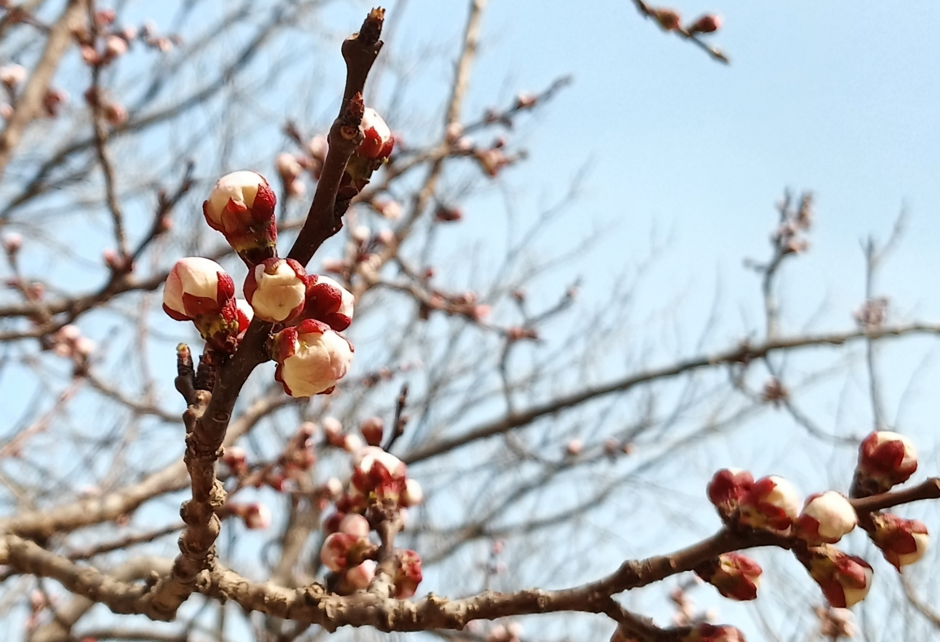 诸葛菜上十字花,片片如匙皆淡雅. 恰是白杏吐蕊时,连翘丛中满黄花.